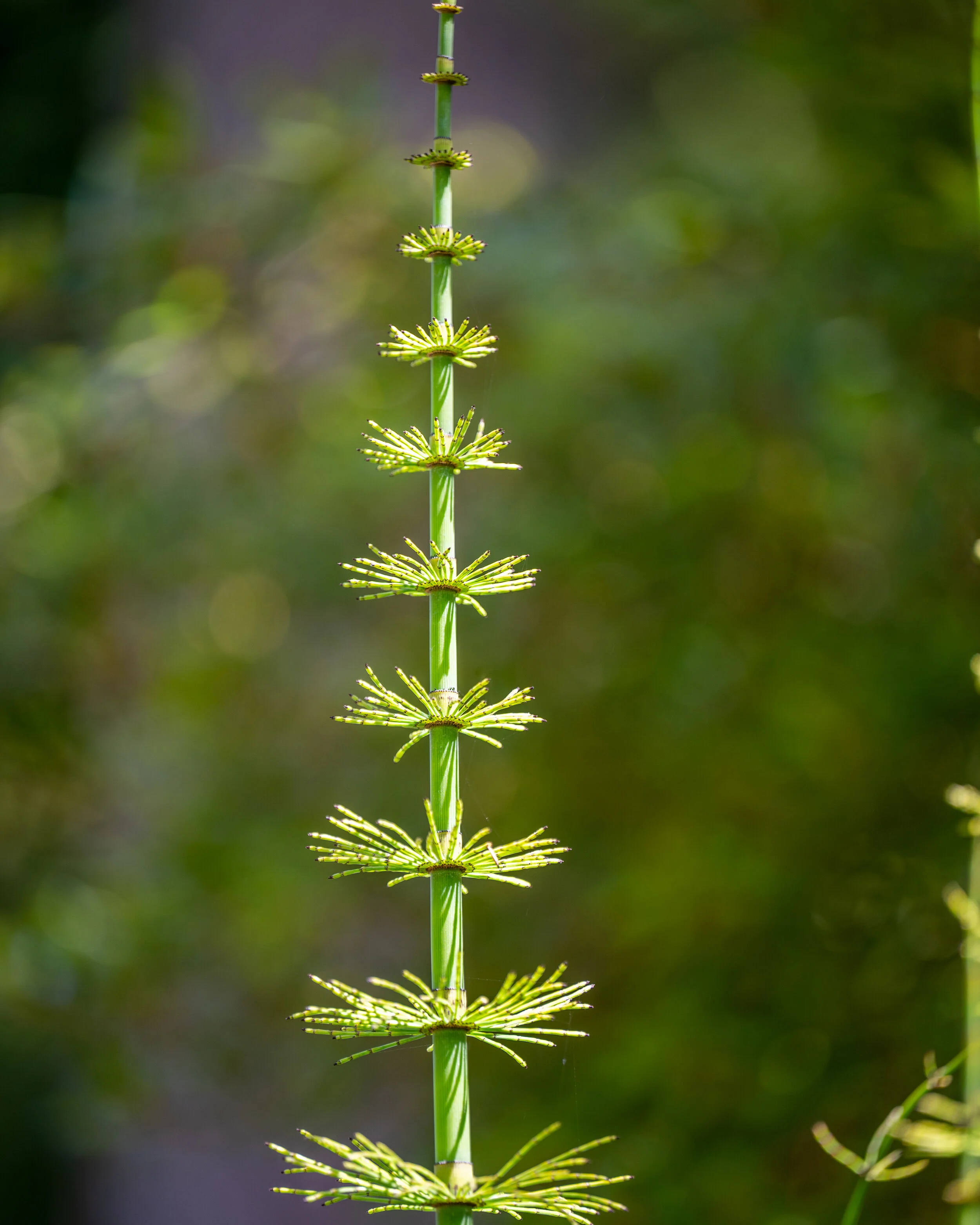 Nature photograph 5