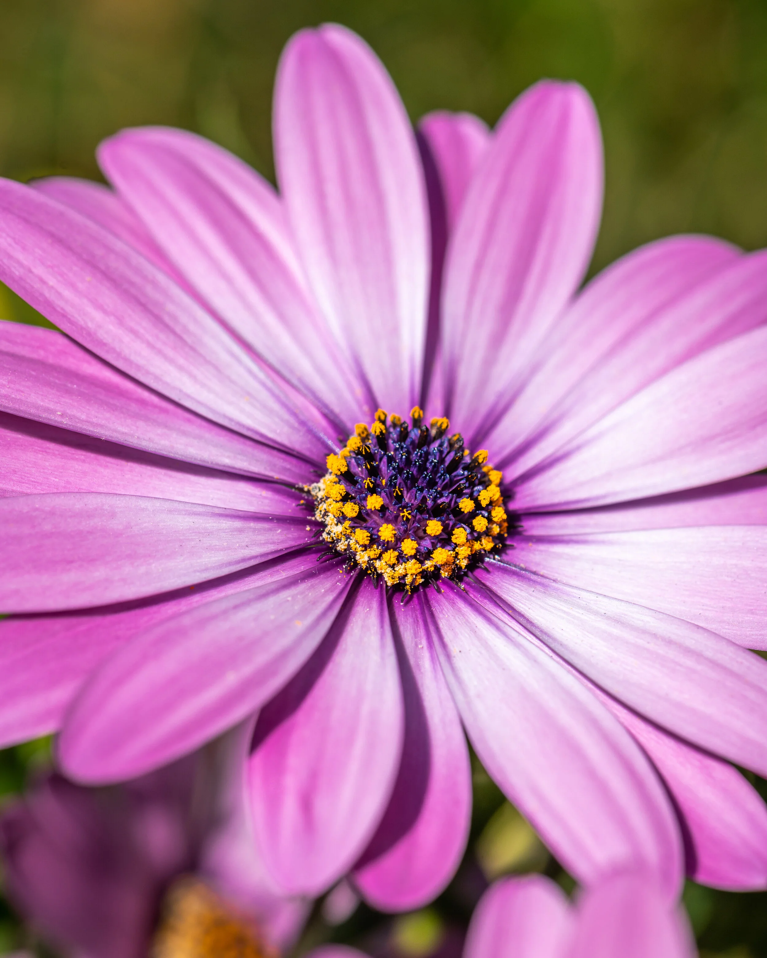 Flowers photograph 39