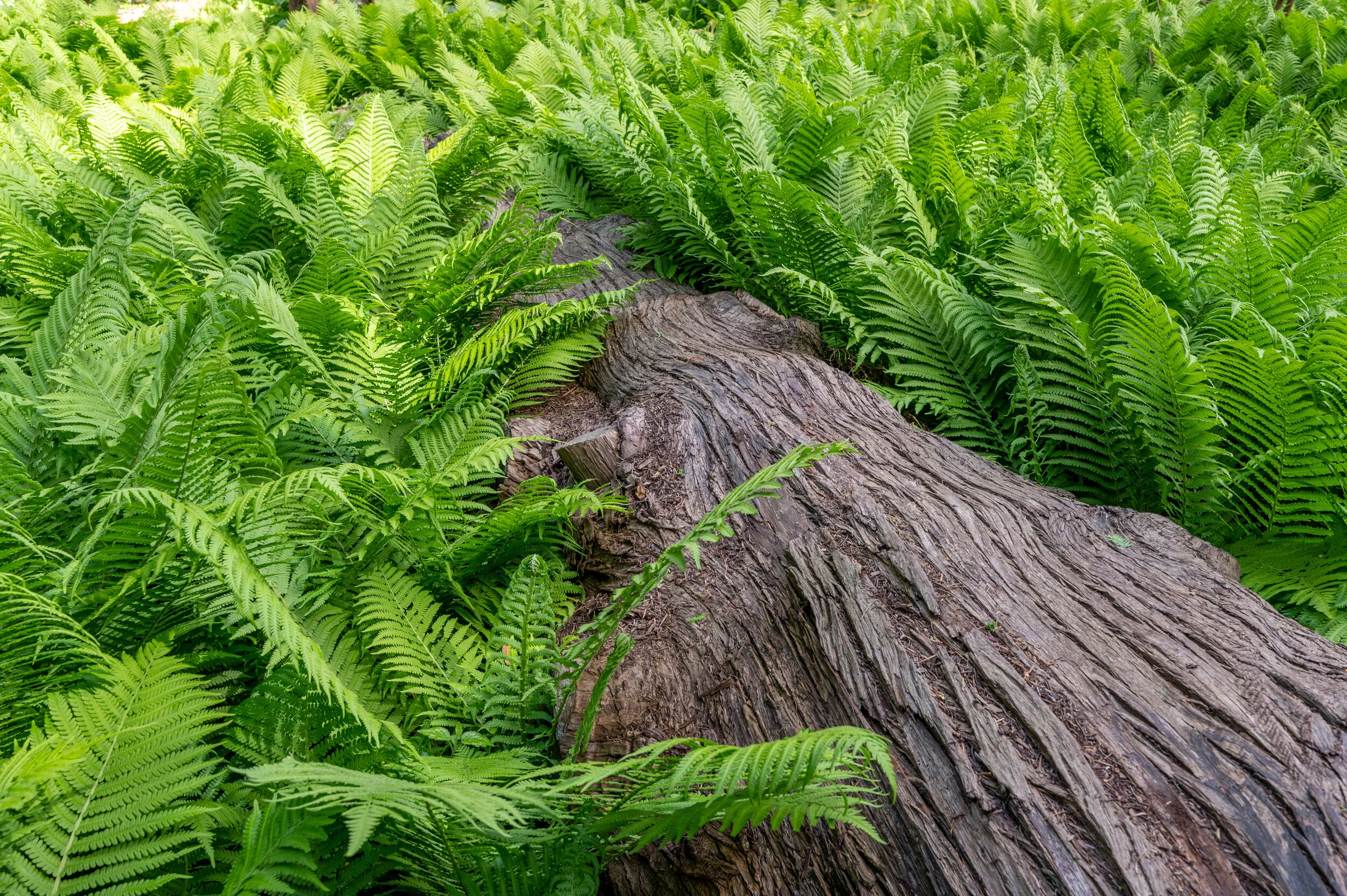 Nature photograph 11
