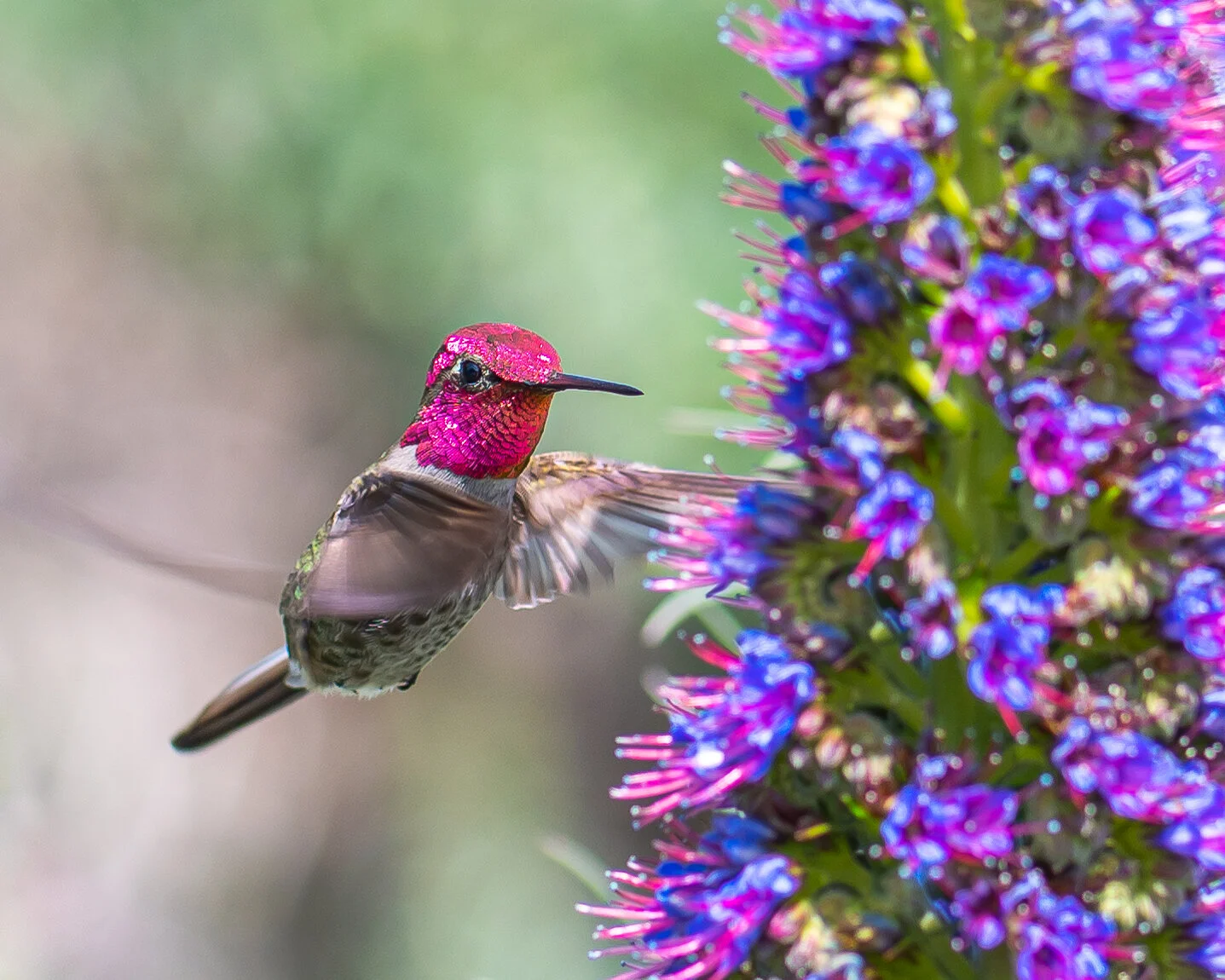 Hummingbirds photograph 8