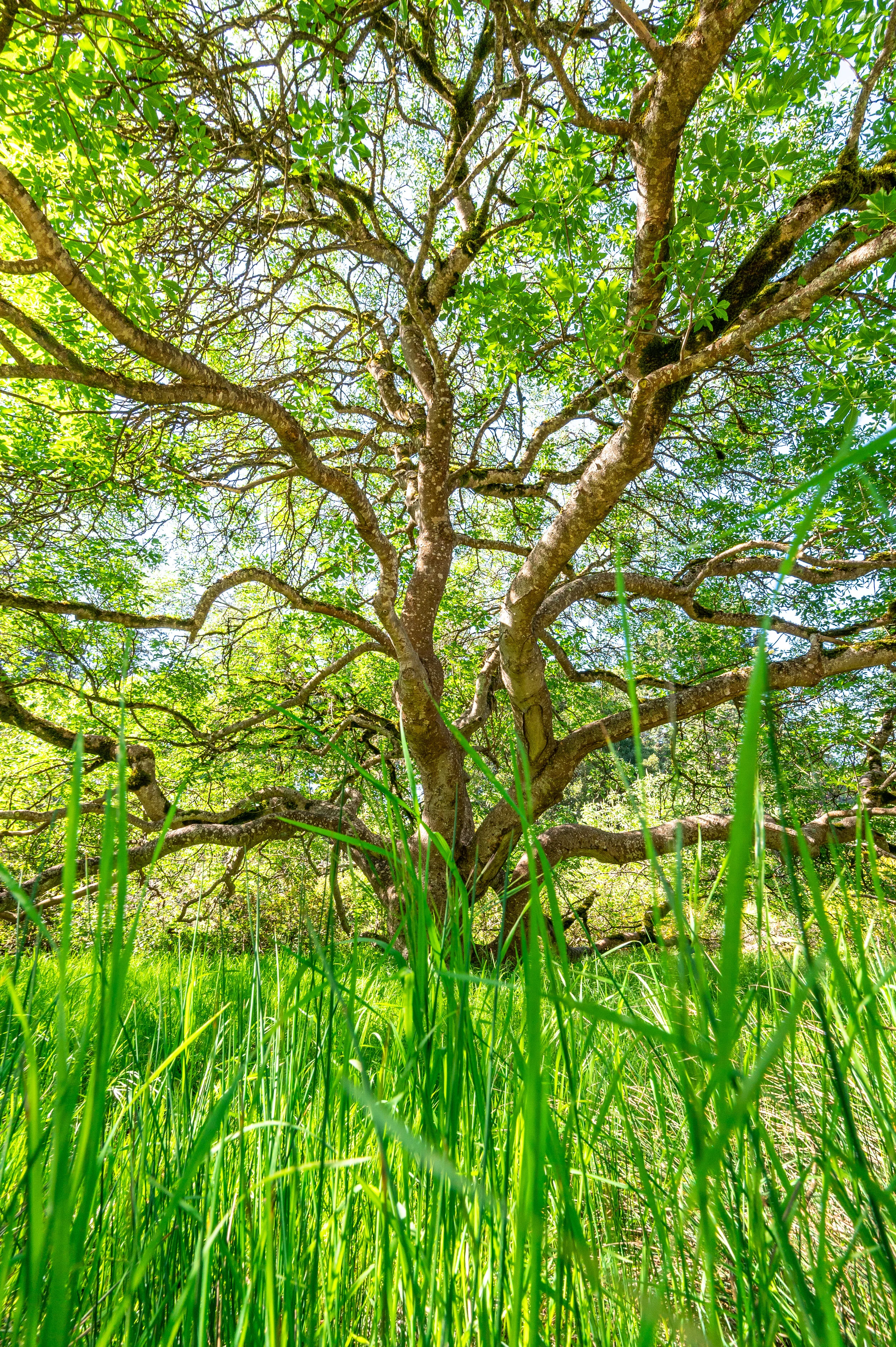 Nature