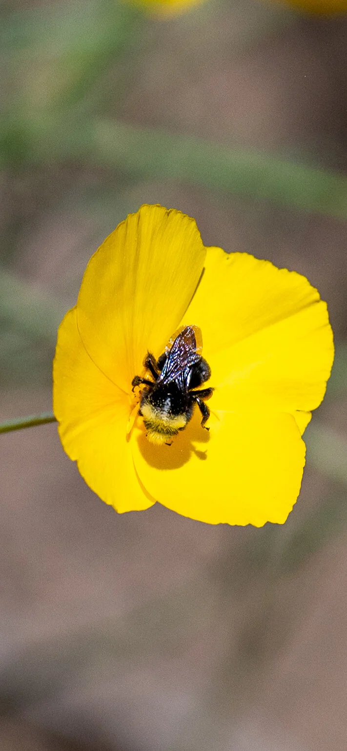 Bees + Butterflies photograph 15