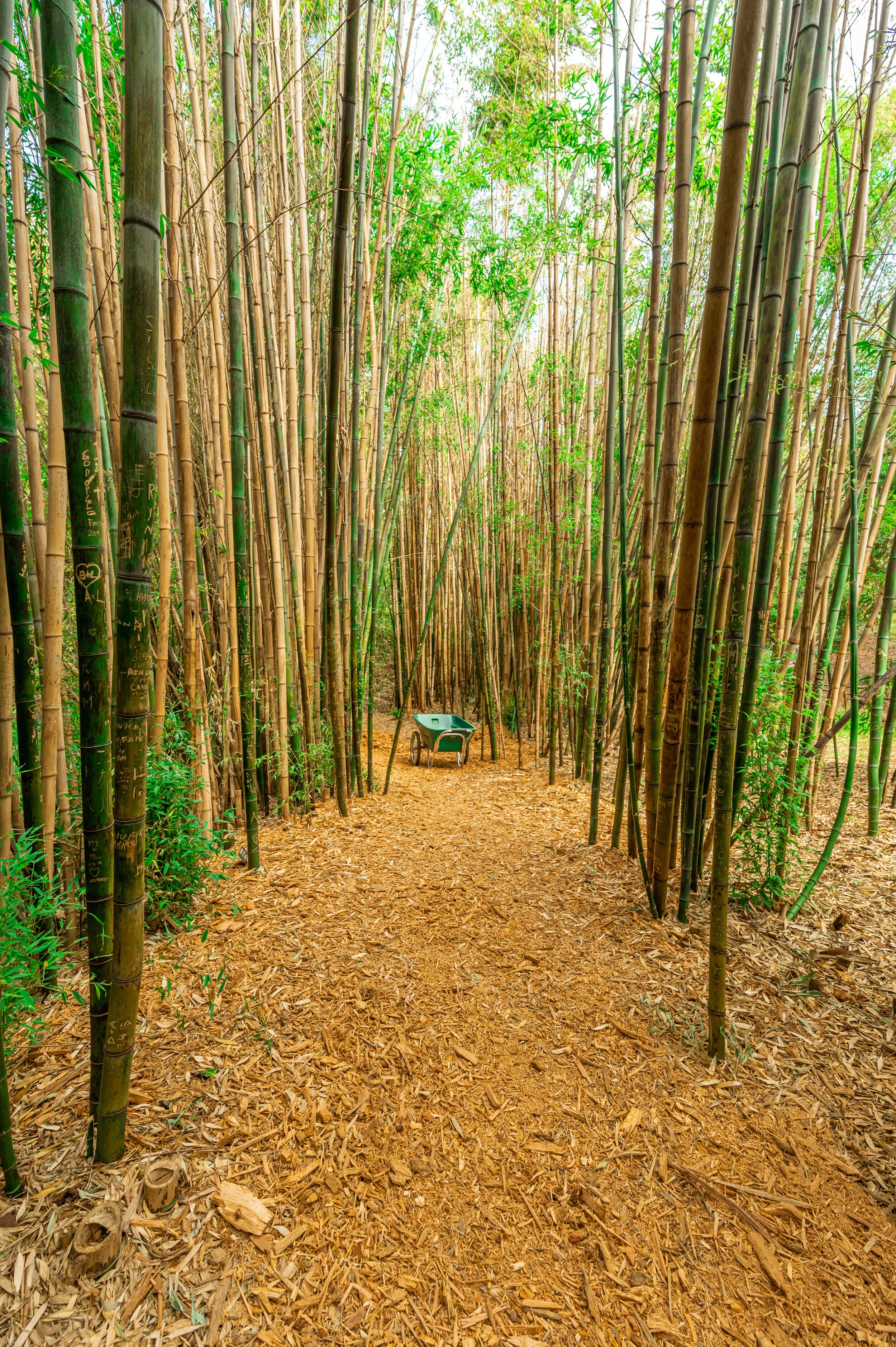Nature photograph 13