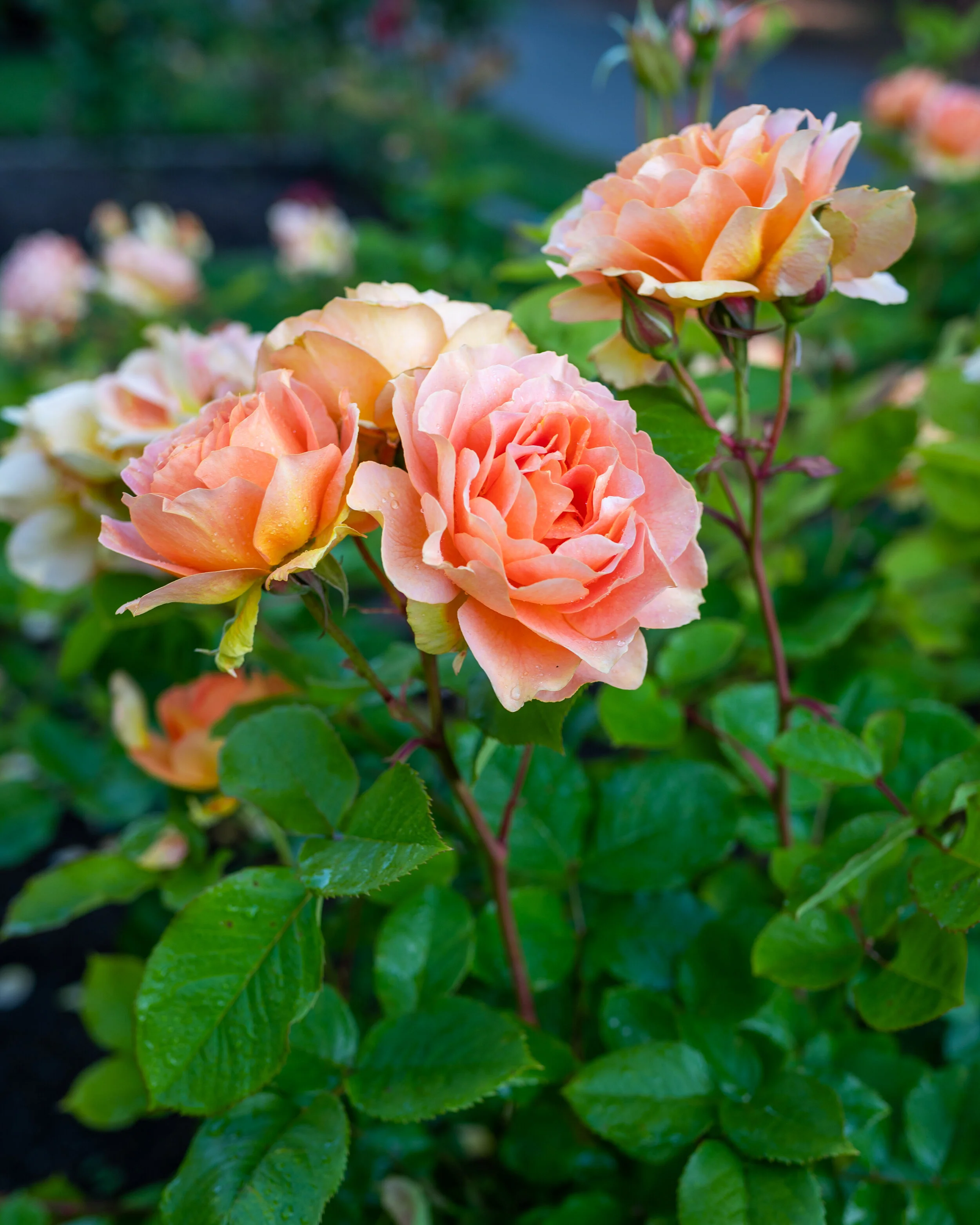 Flowers photograph 2