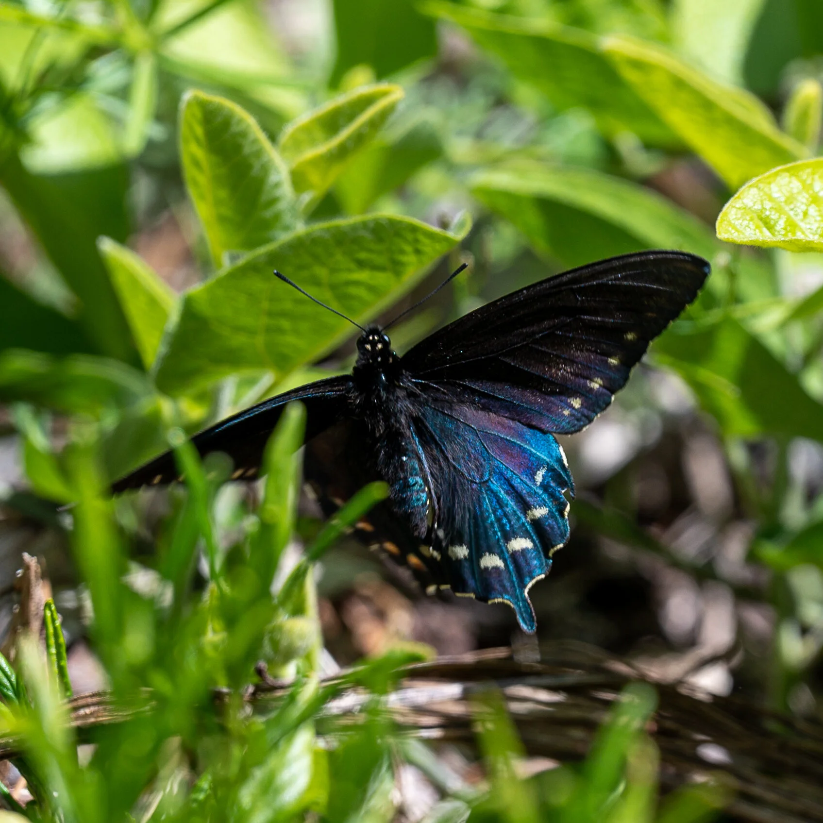 Bees + Butterflies photograph 9