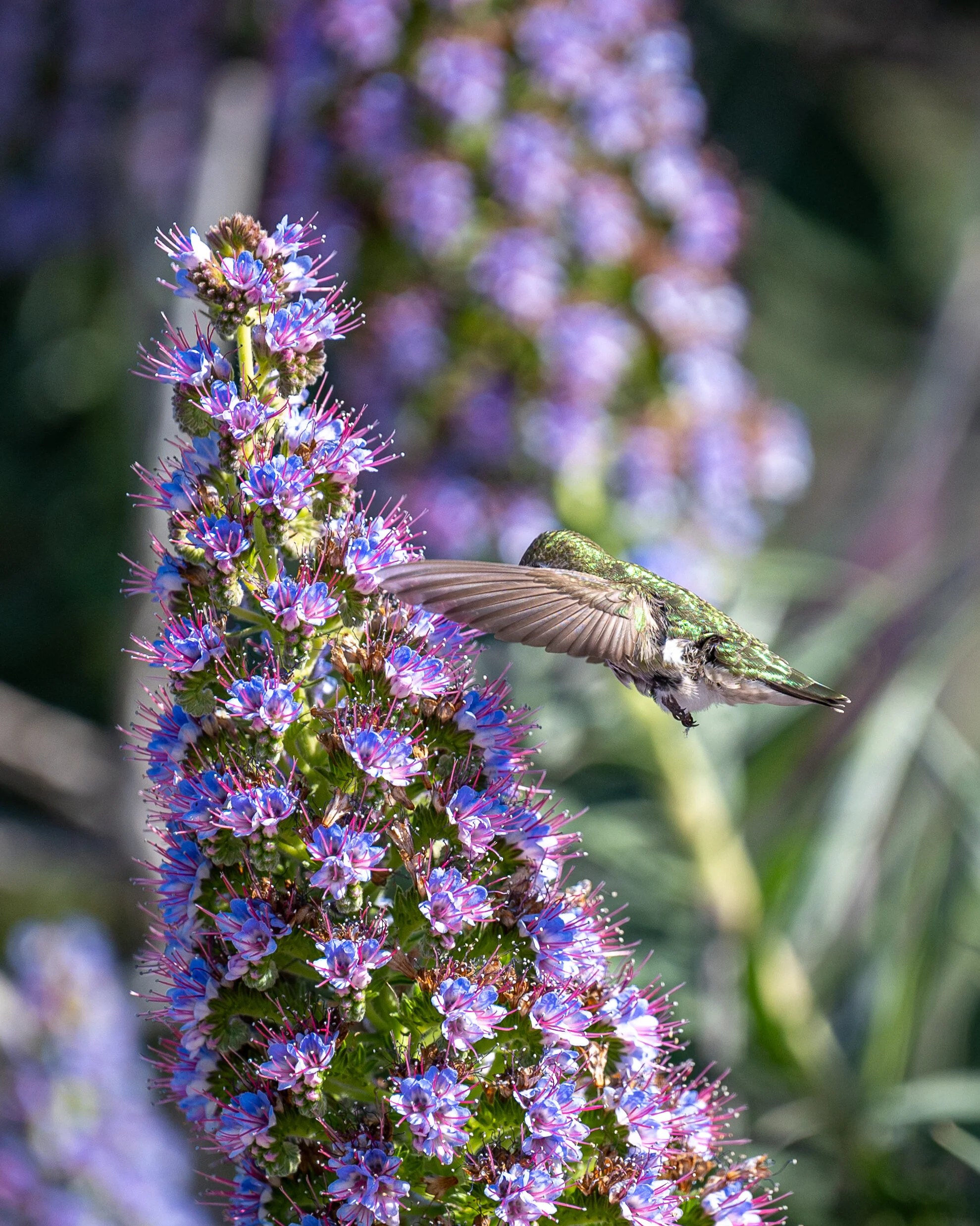 Hummingbirds photograph 2