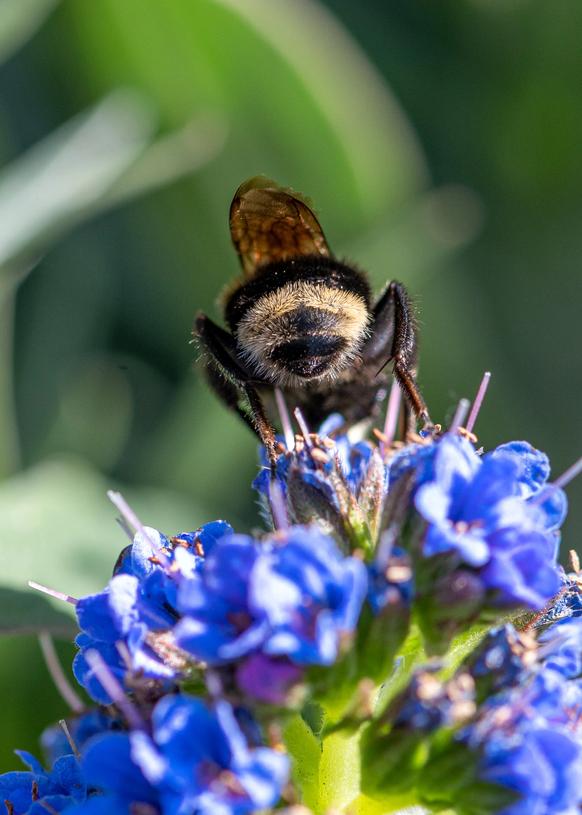 Bees + Butterflies photograph 4