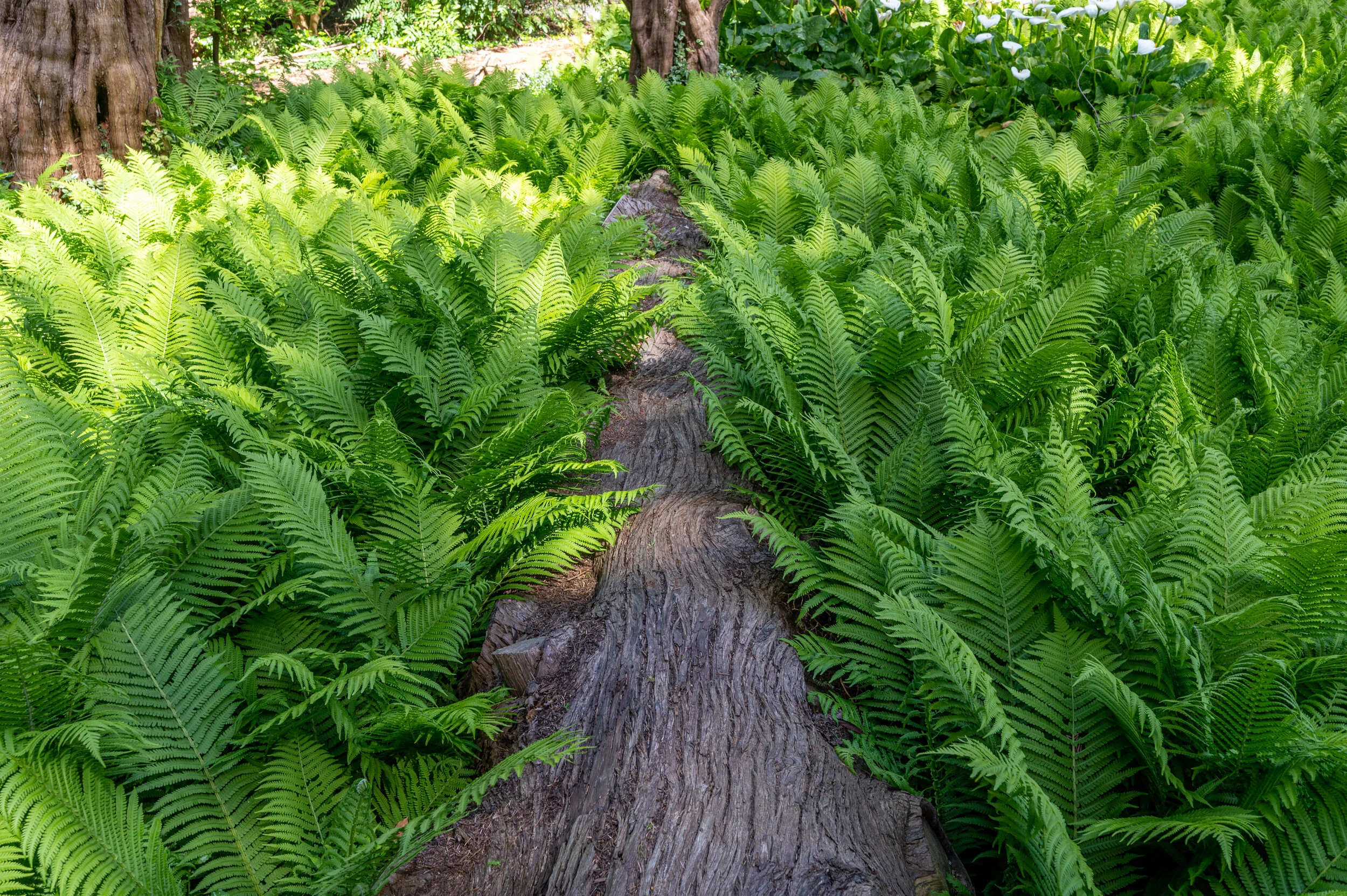 Nature photograph 12