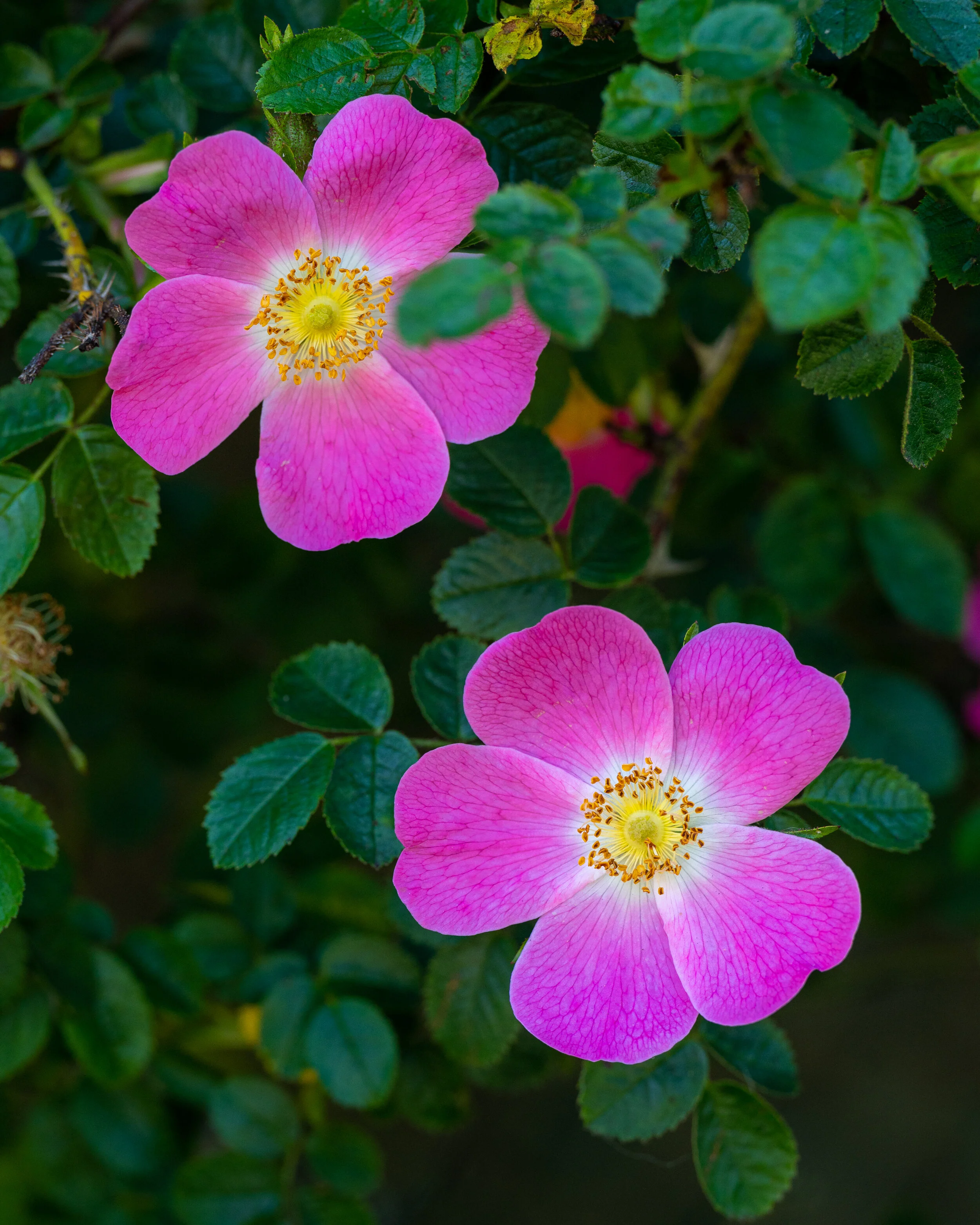 Flowers photograph 3
