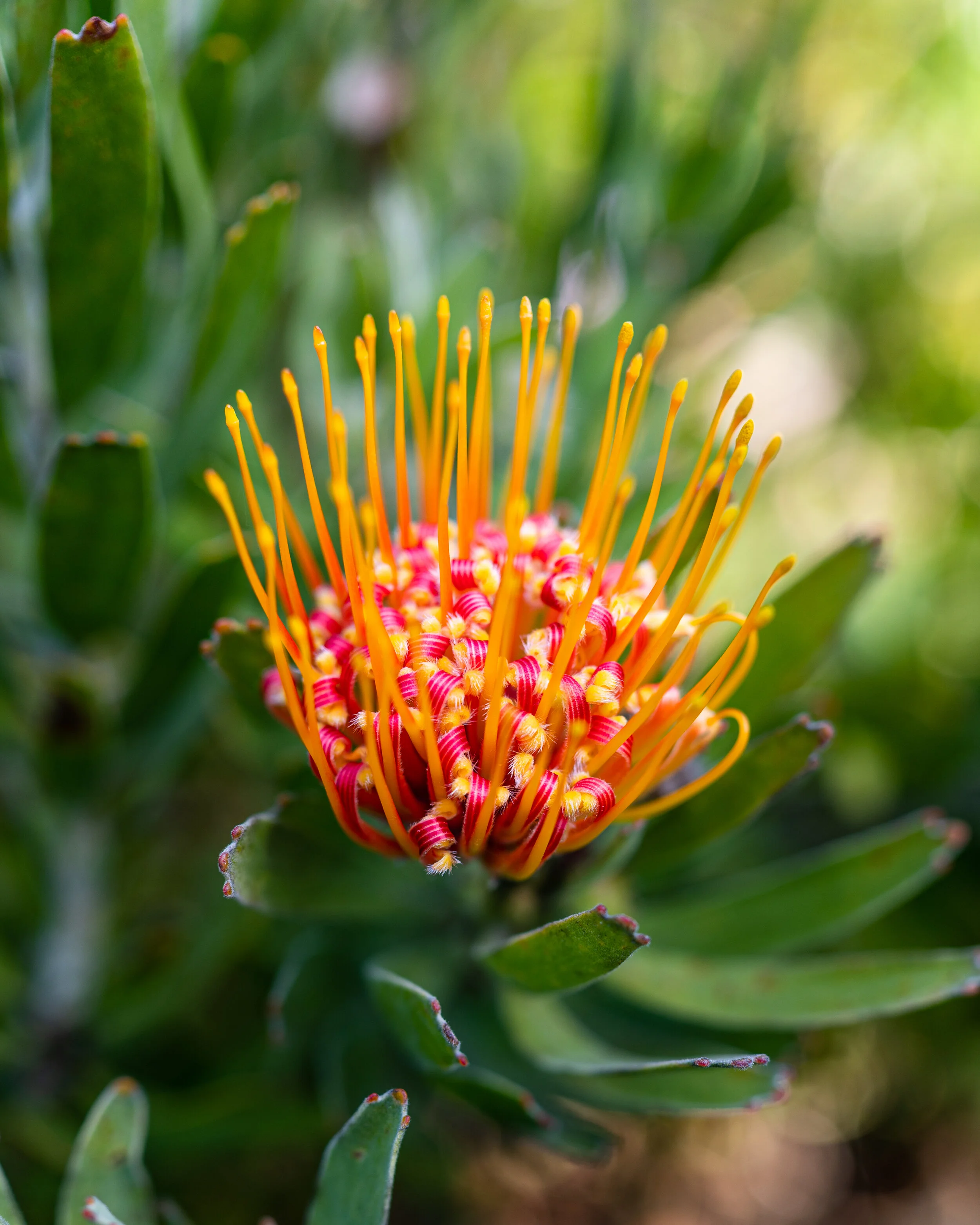 Flowers photograph 27