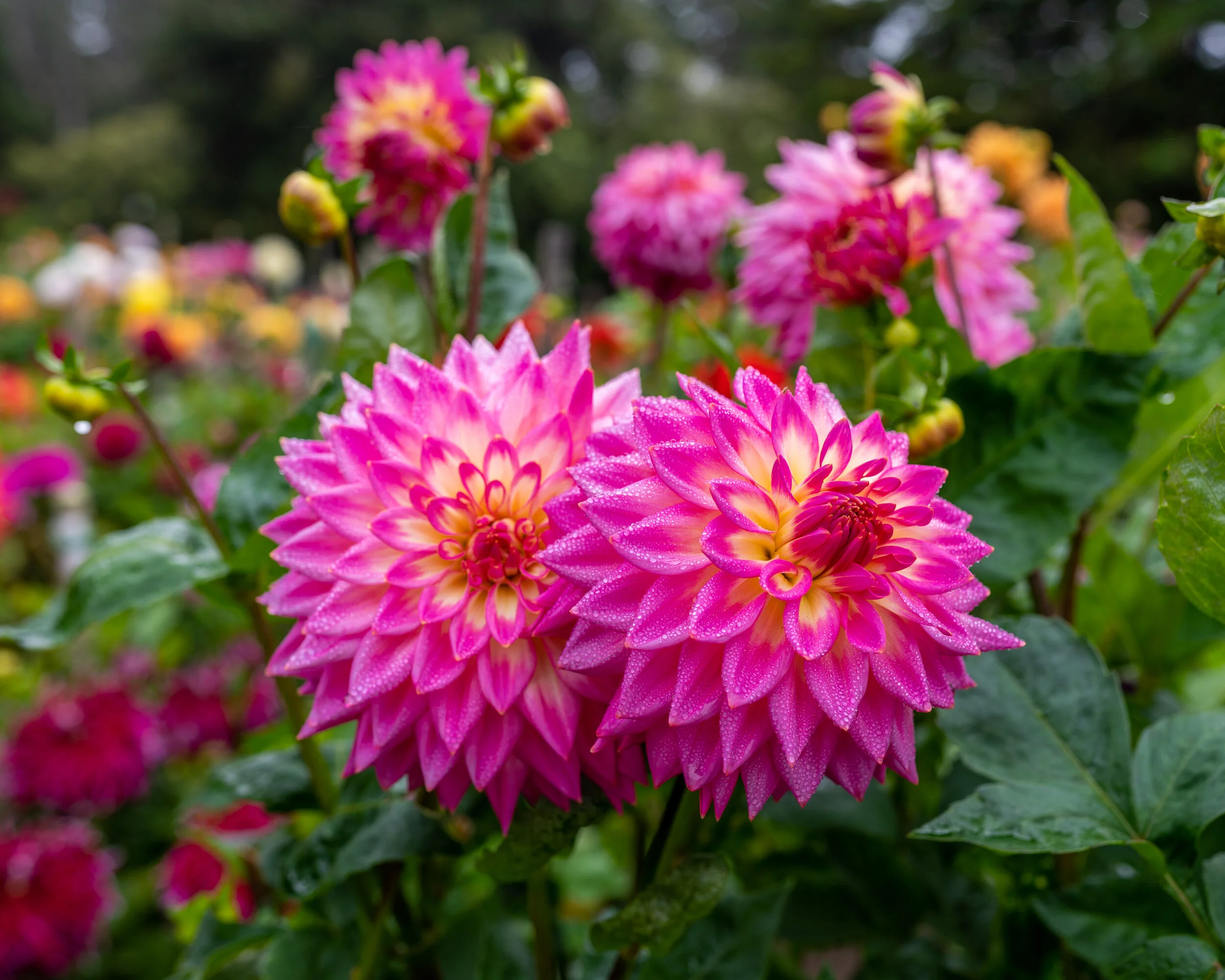 Flowers photograph 9
