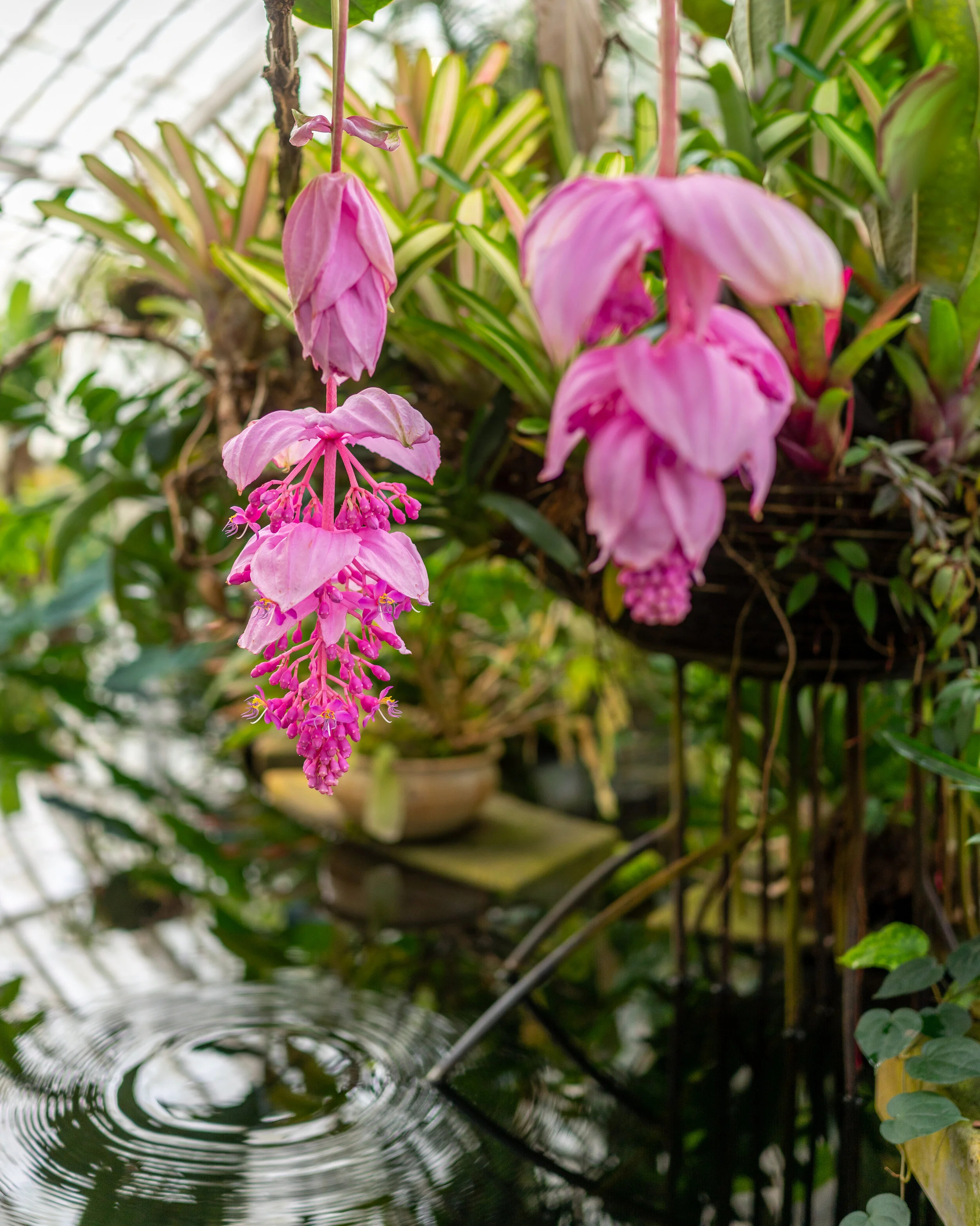 Flowers photograph 36