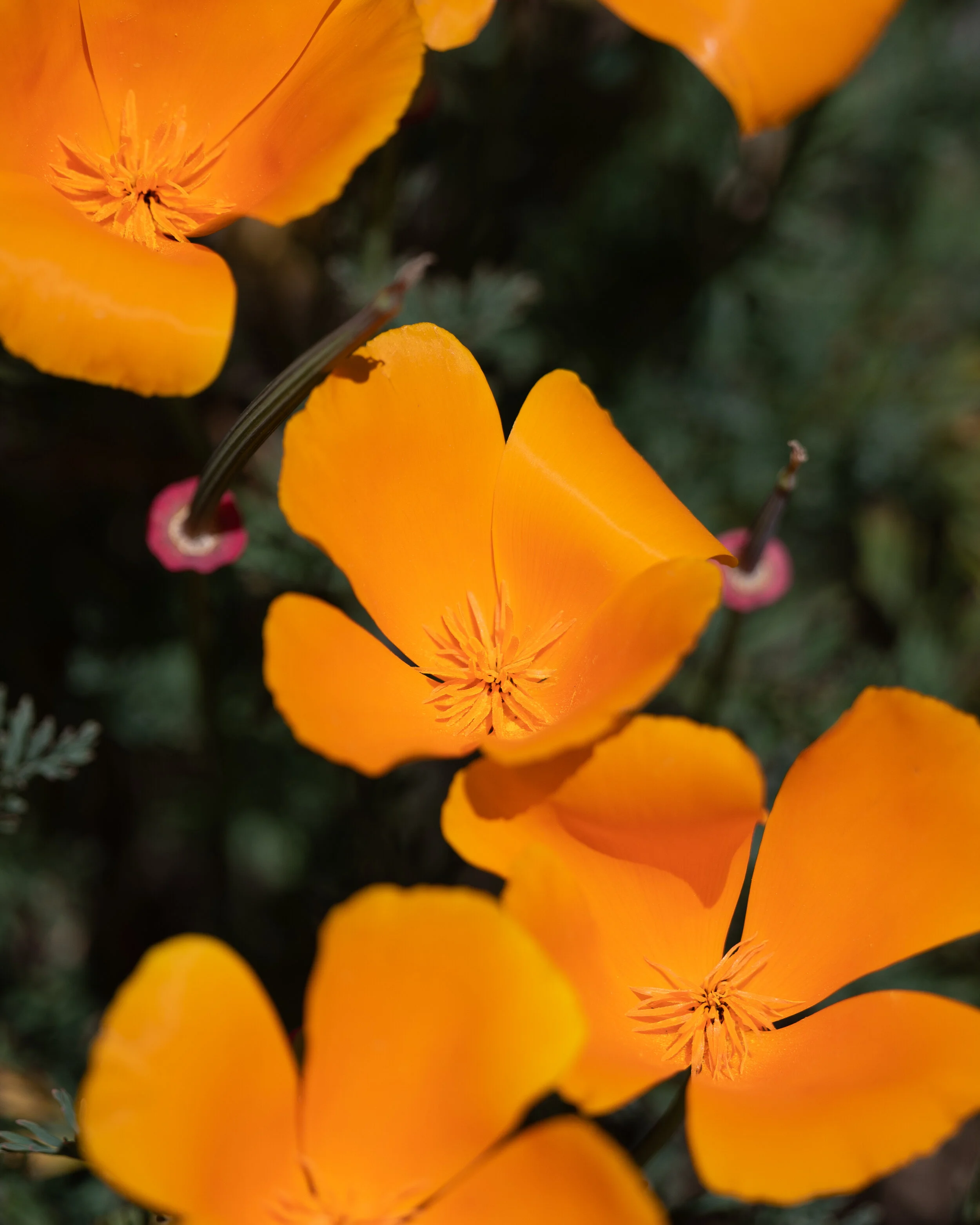 Flowers photograph 40