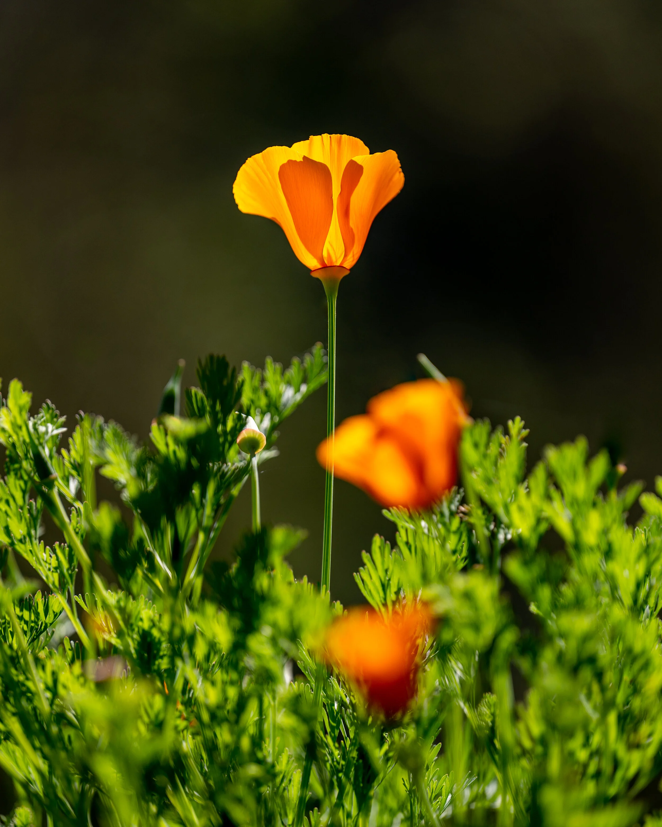 Flowers photograph 23