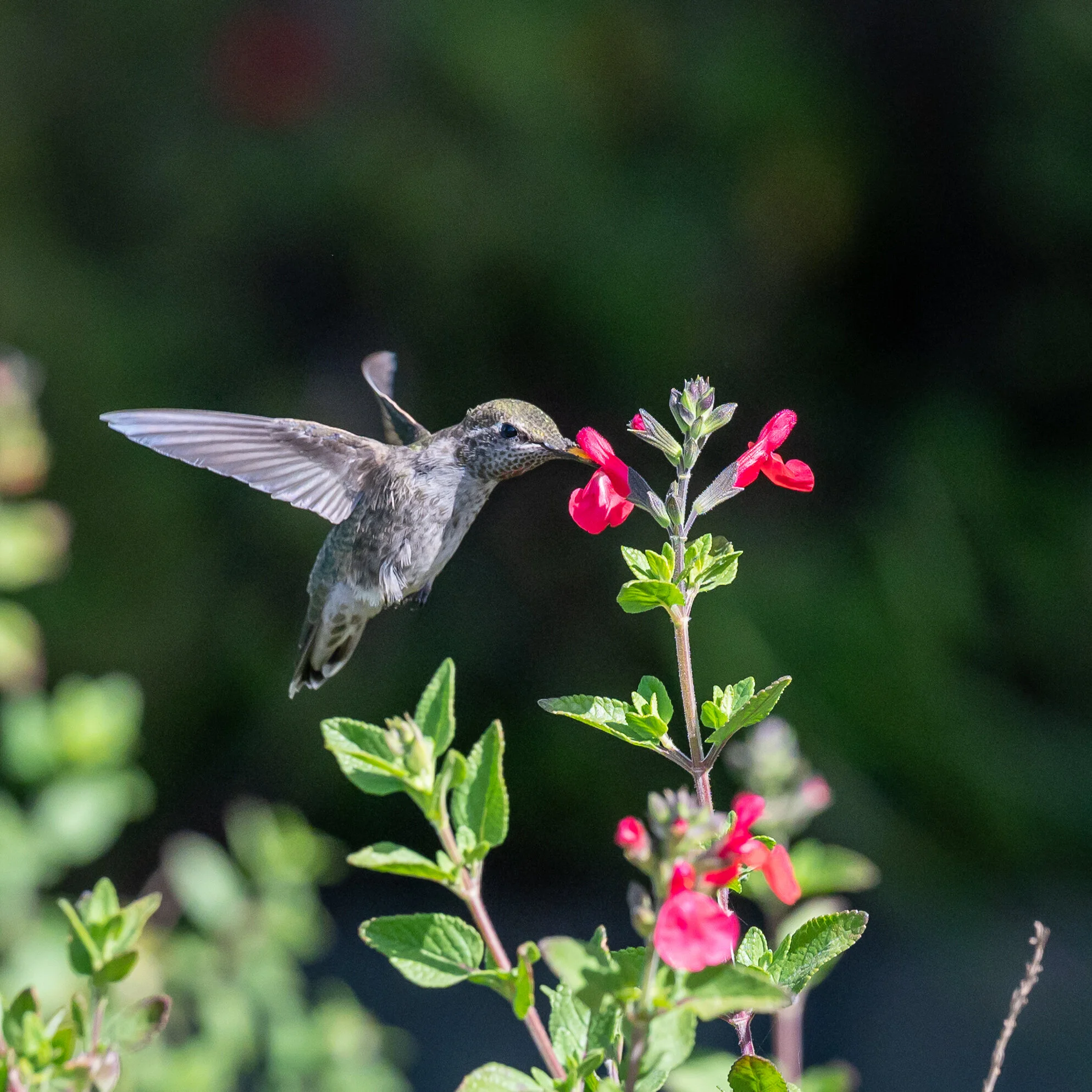 Hummingbirds photograph 5