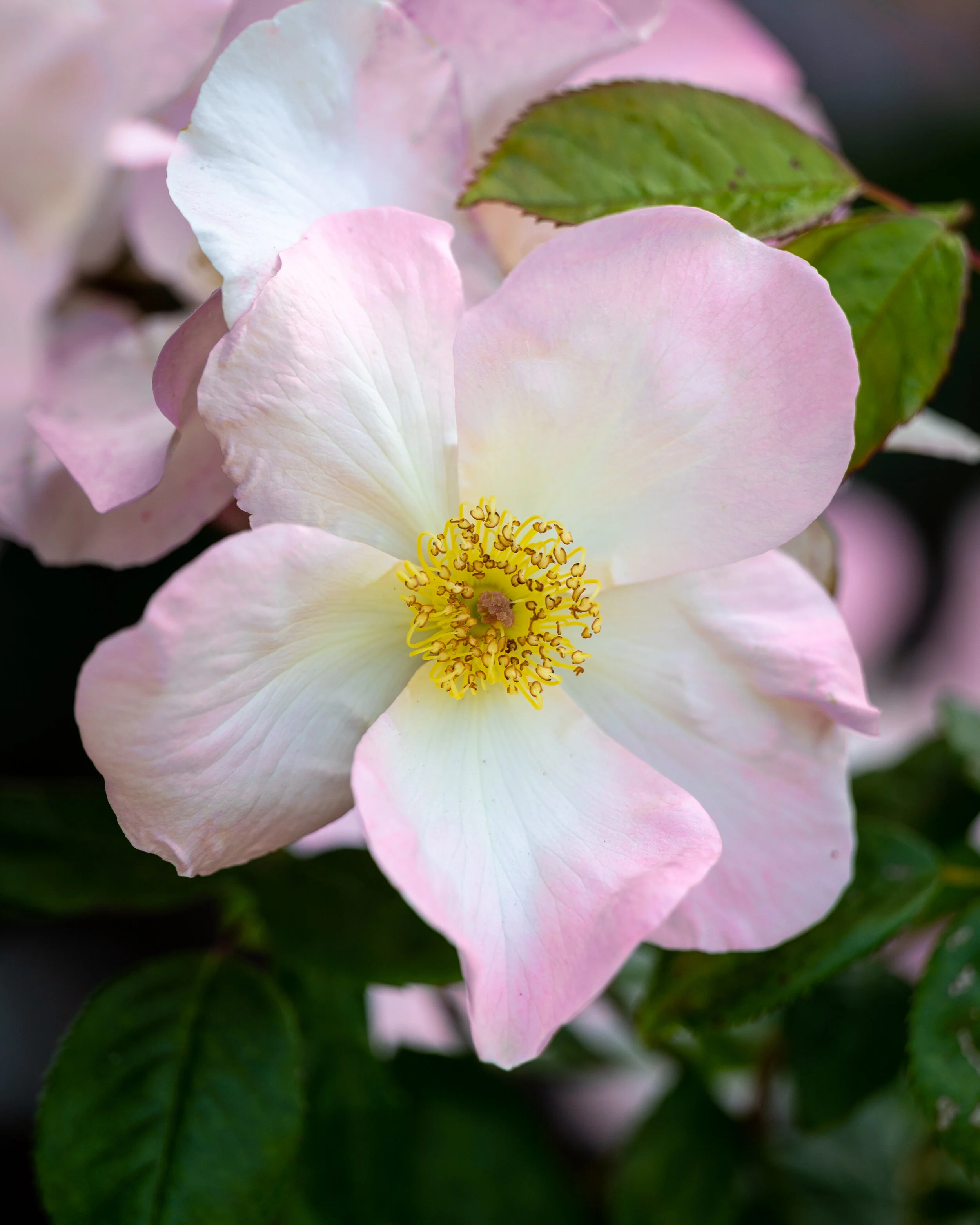 Flowers photograph 41
