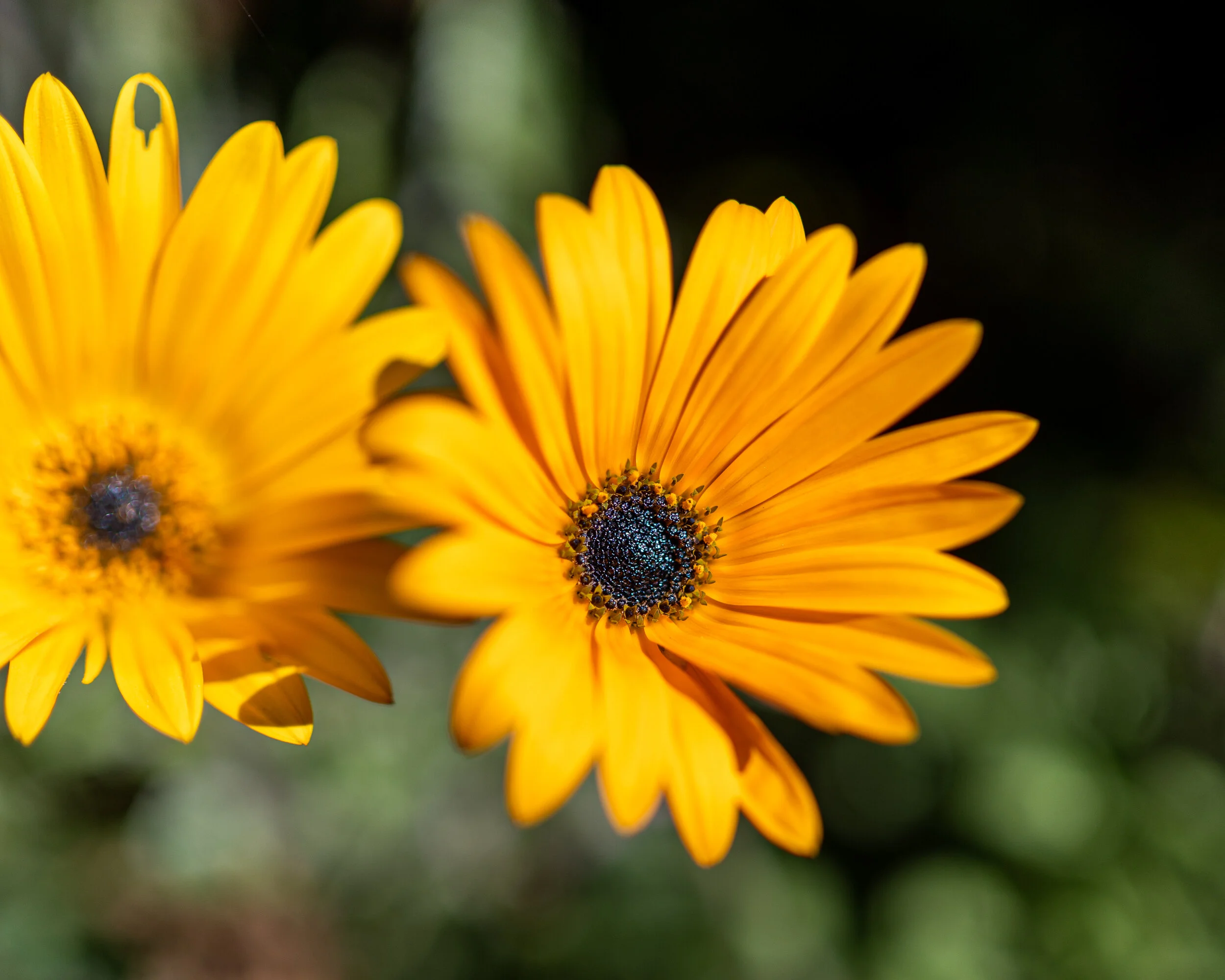 Flowers photograph 28