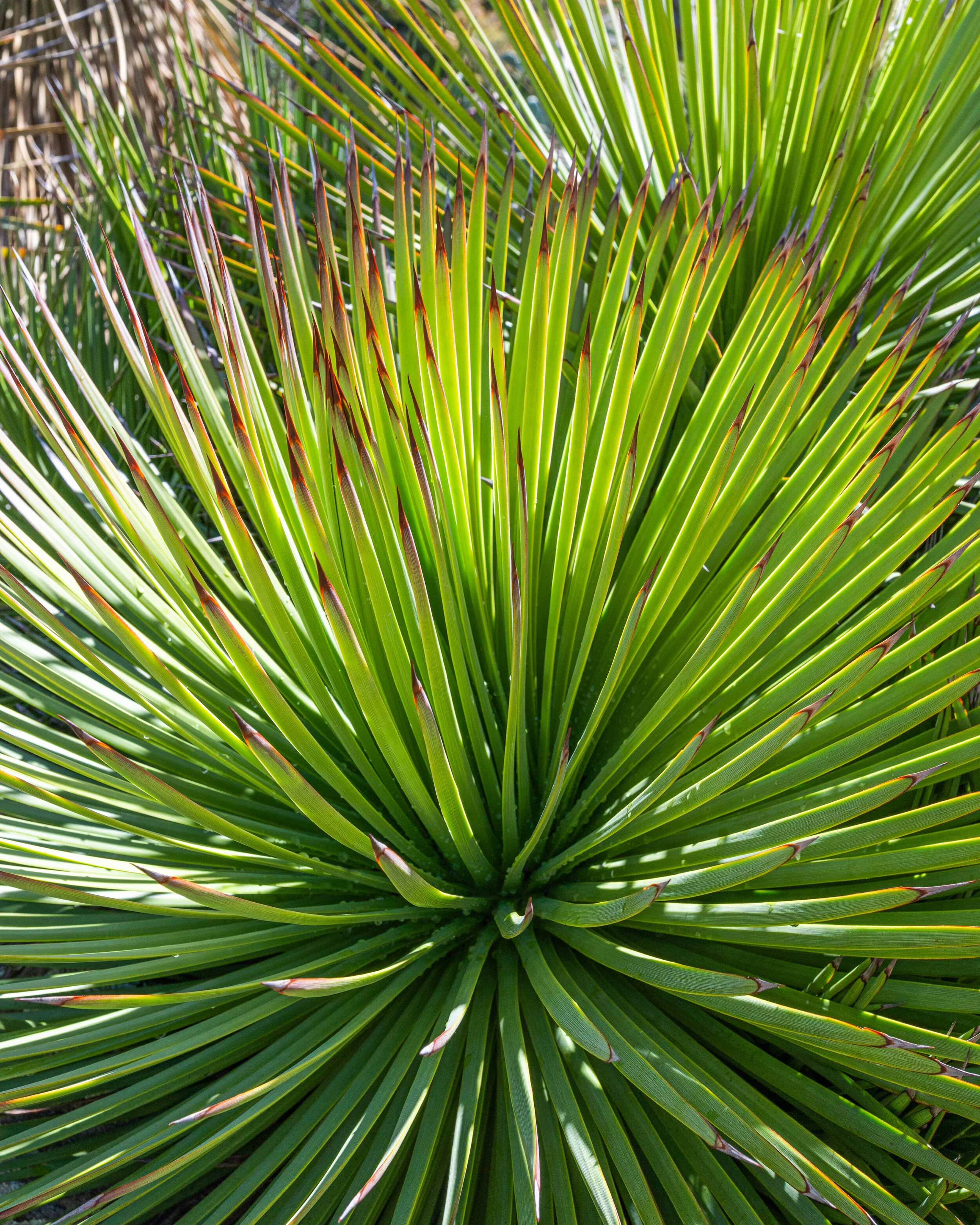 Nature photograph 8