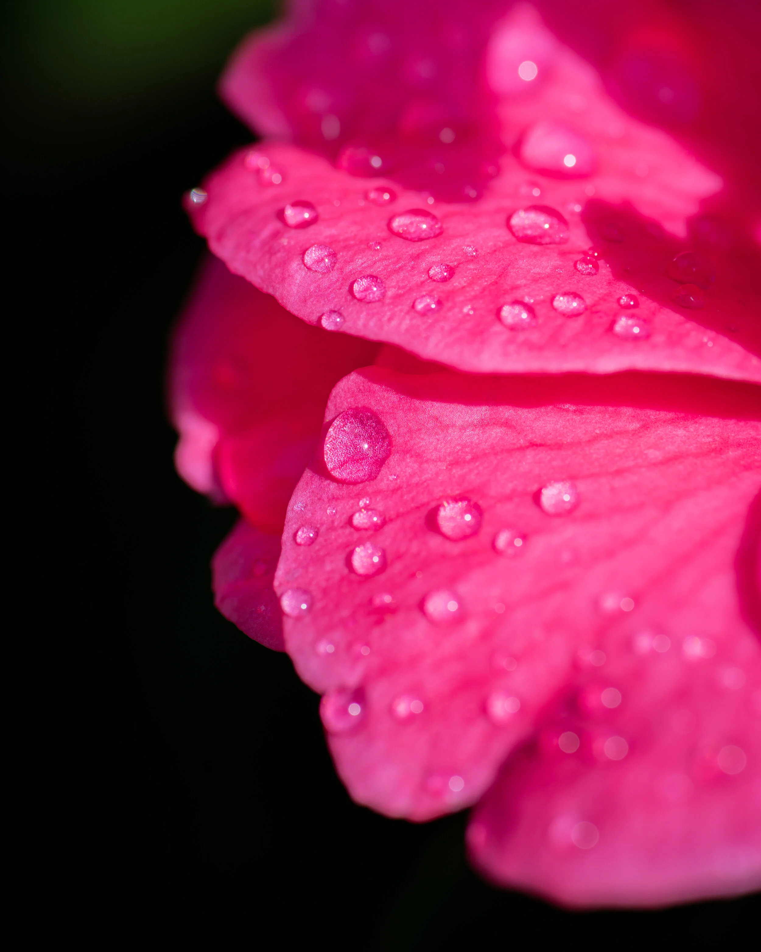 Flowers photograph 25