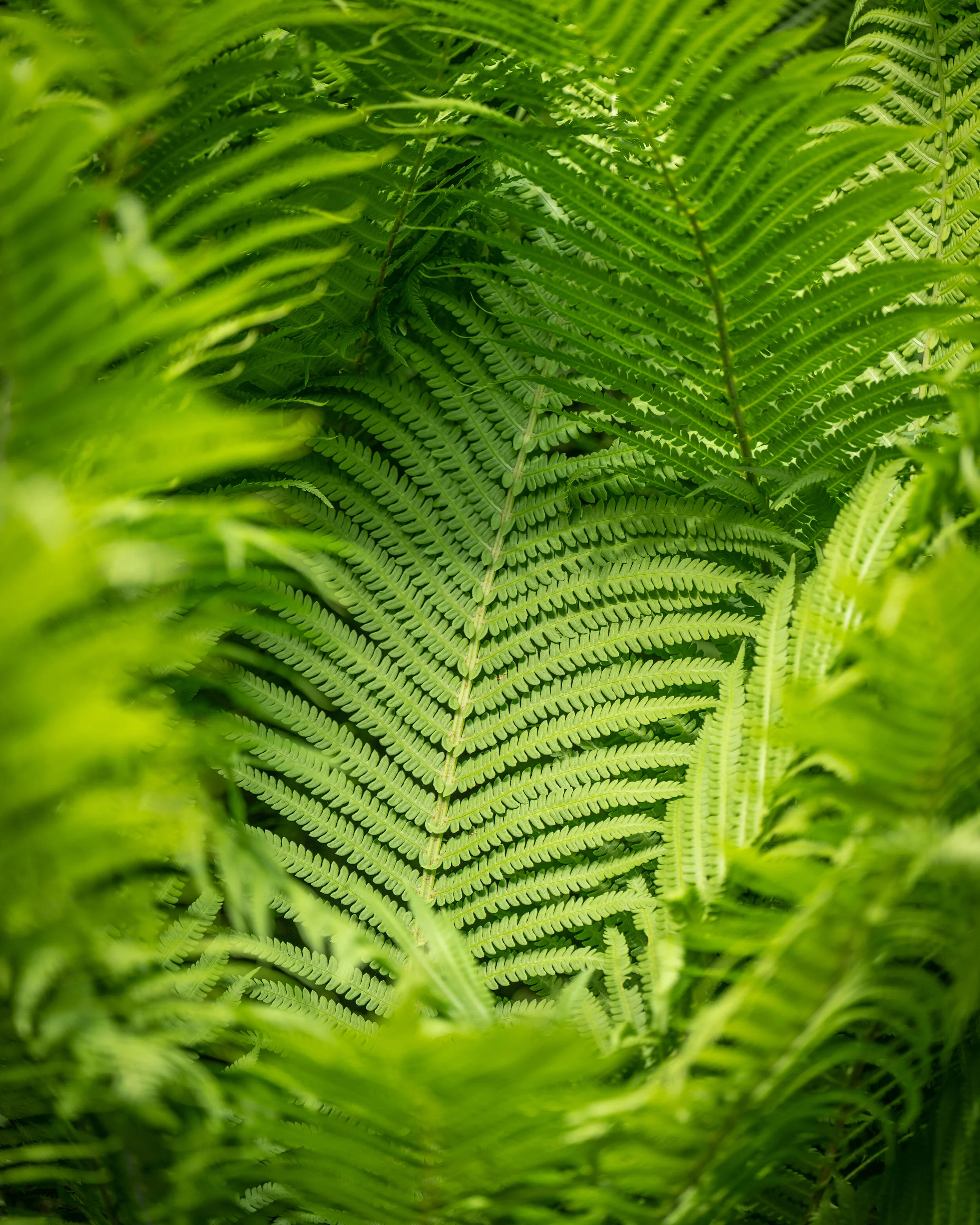 Nature photograph 15