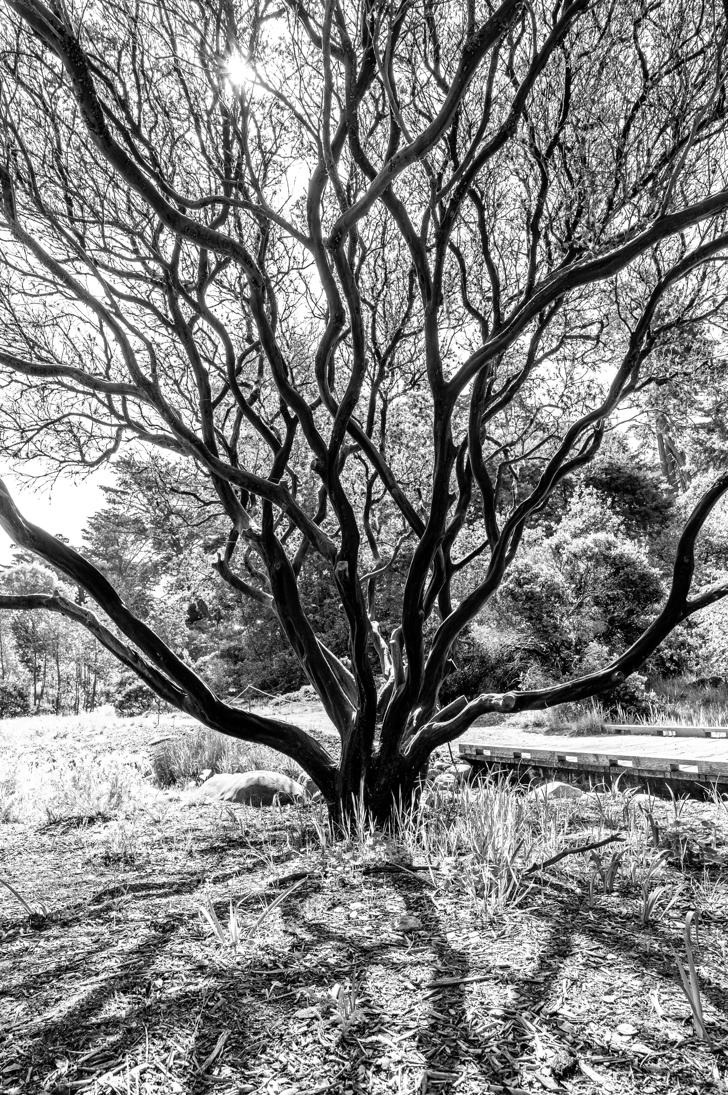 Nature photograph 19