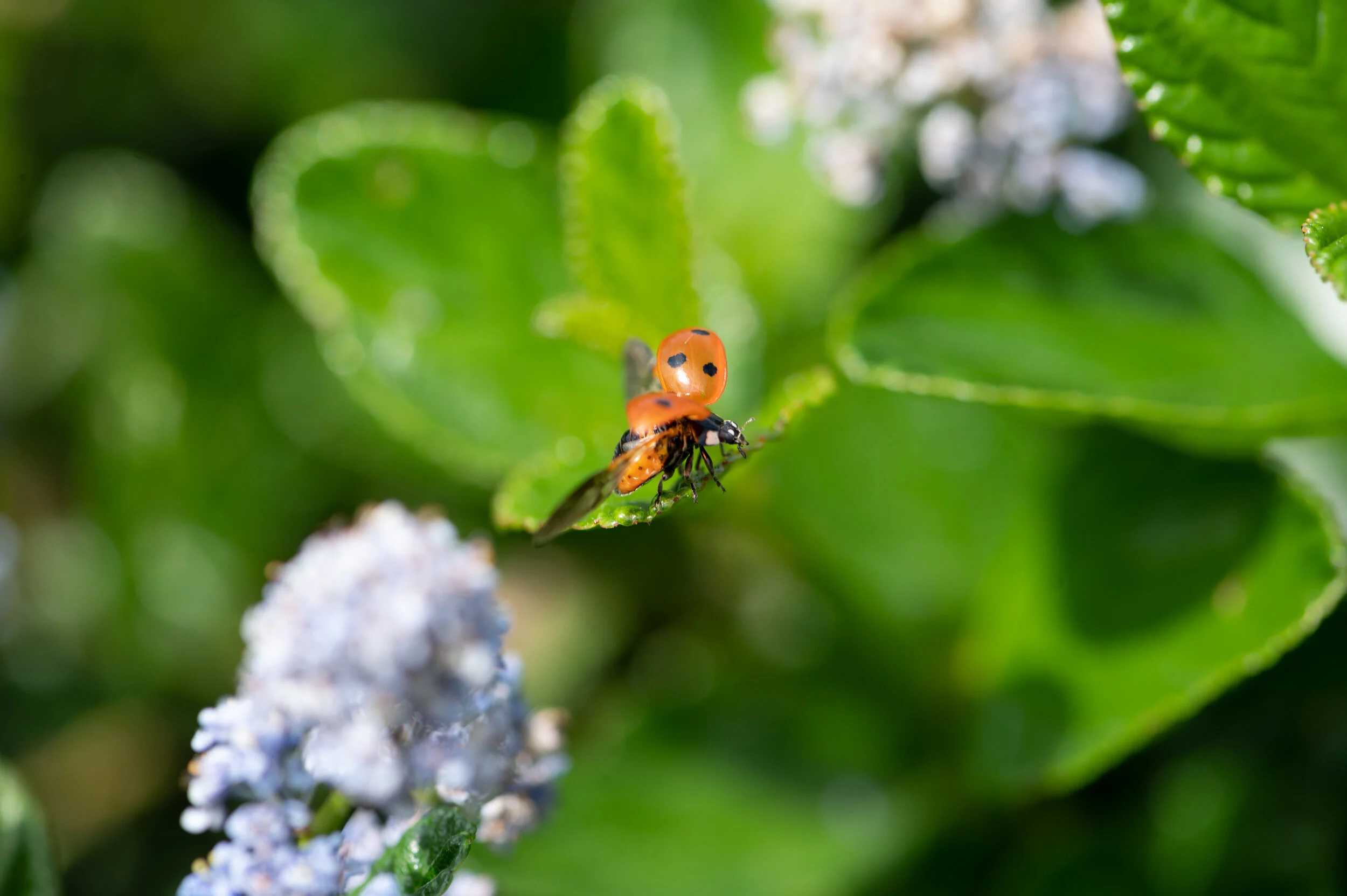 Bees + Butterflies photograph 17