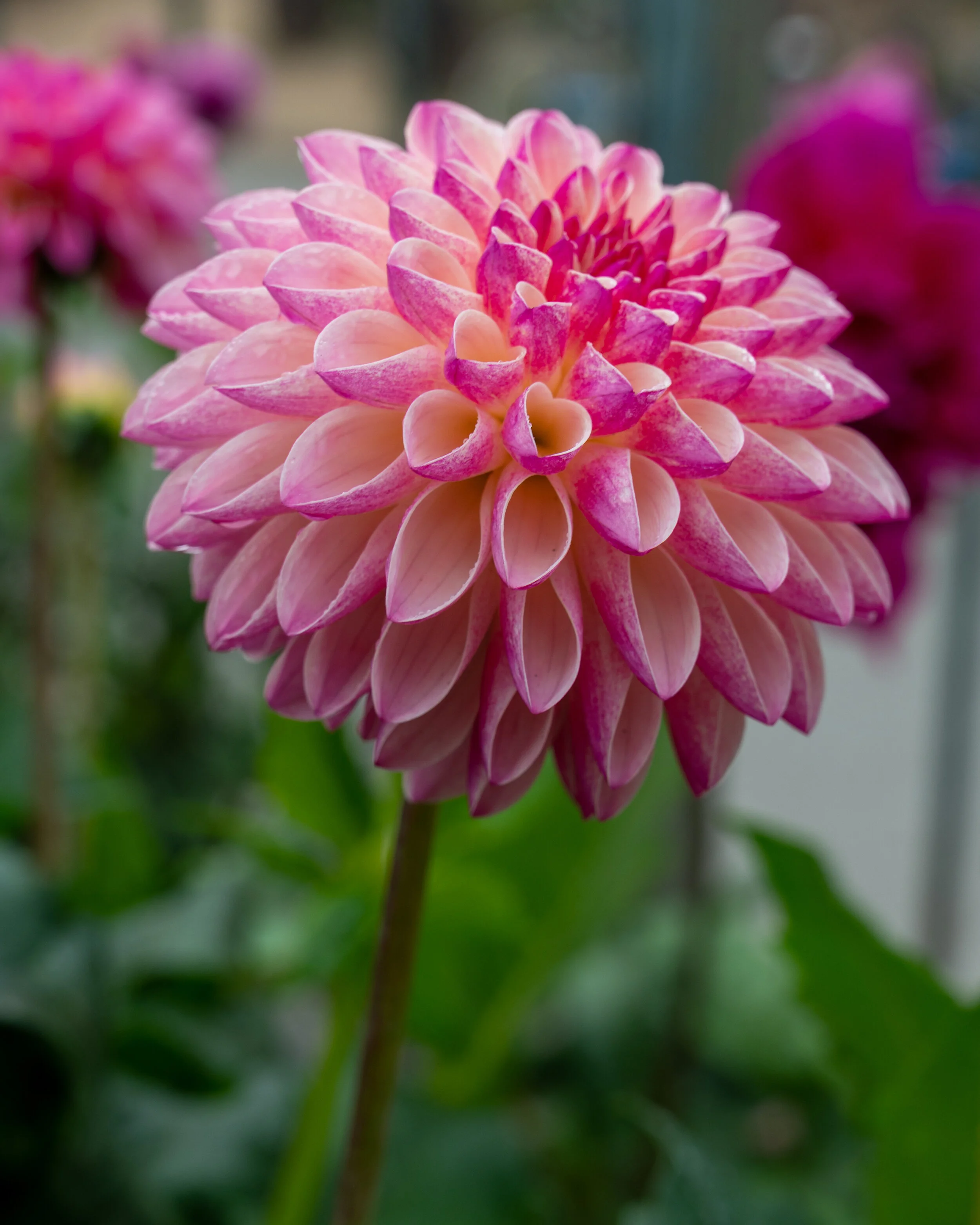 Flowers photograph 8