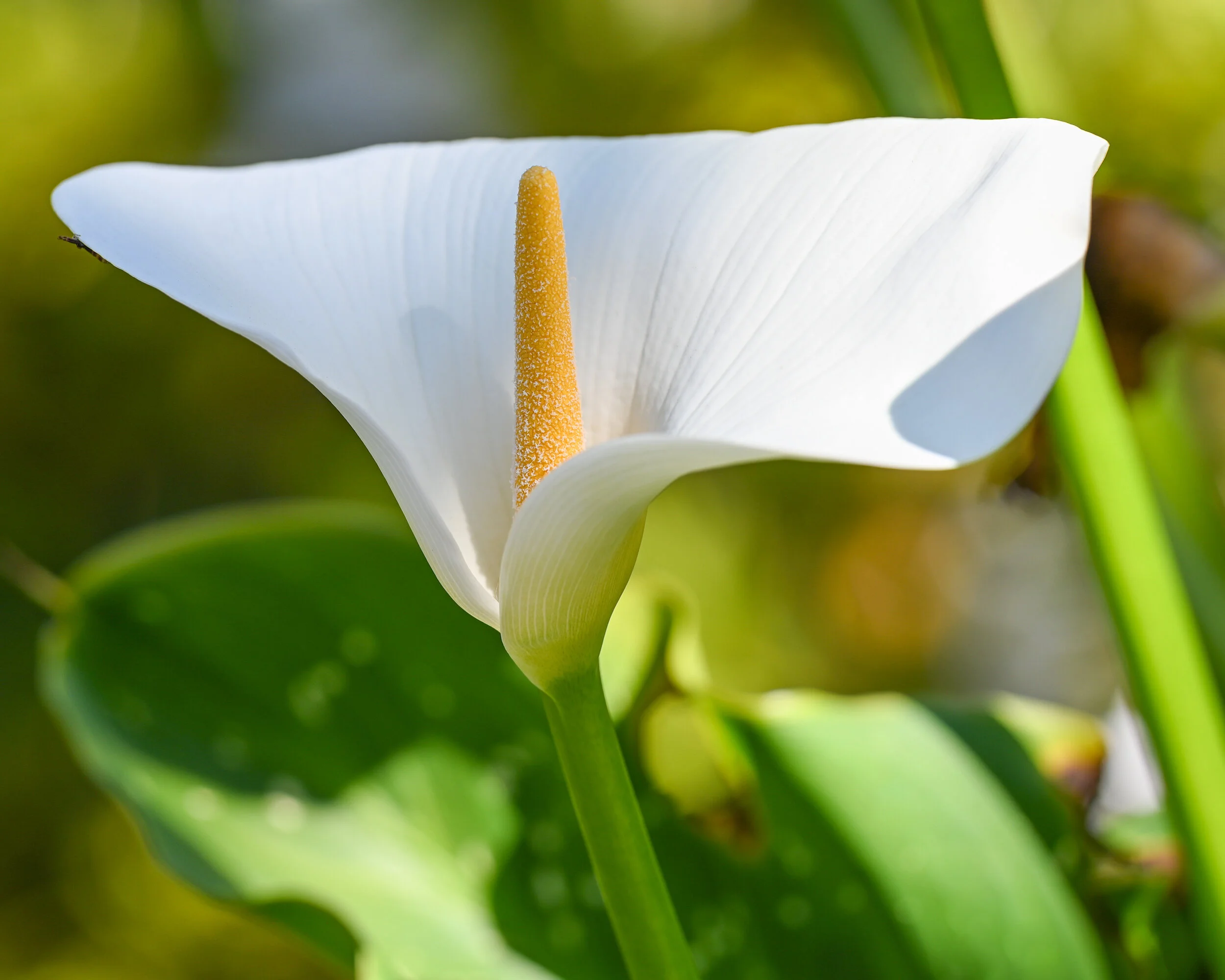 Flowers photograph 11