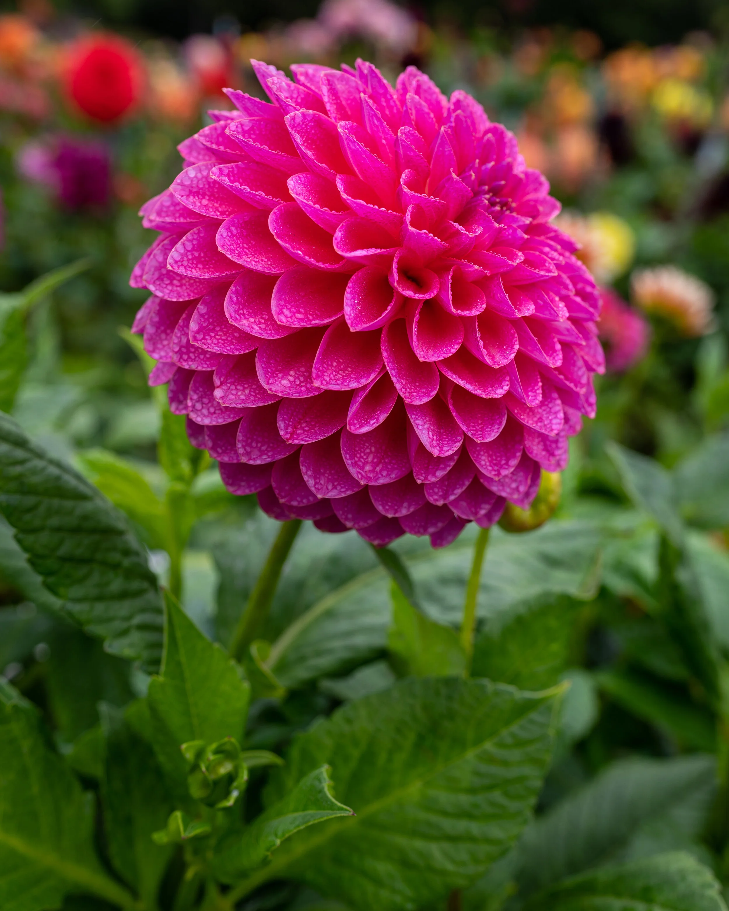 Flowers photograph 7