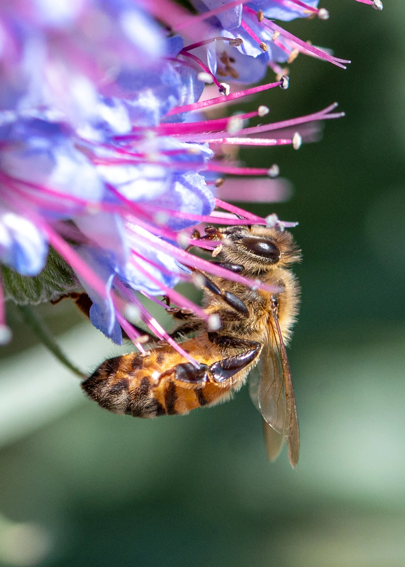 Bees + Butterflies photograph 3