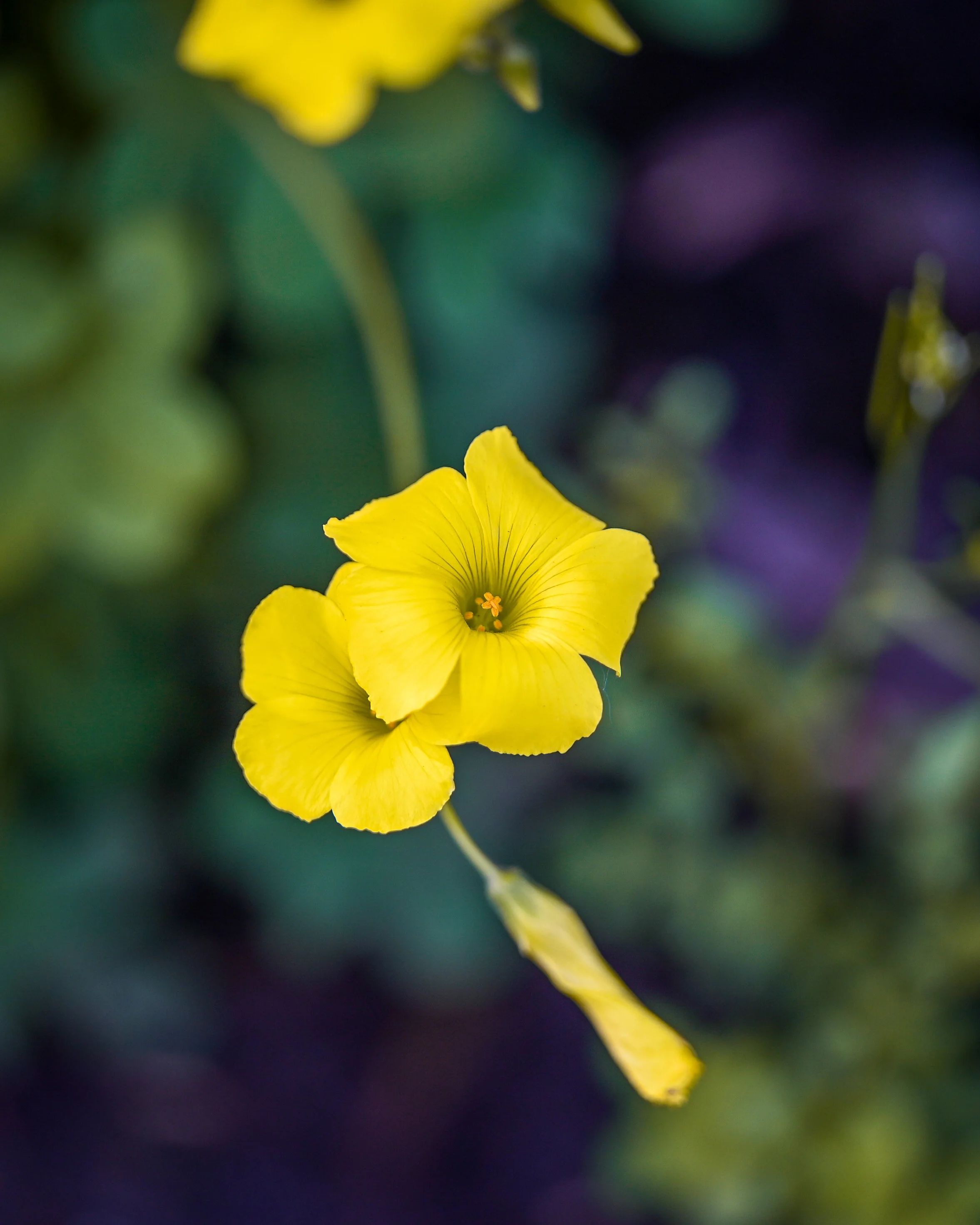 Flowers photograph 22