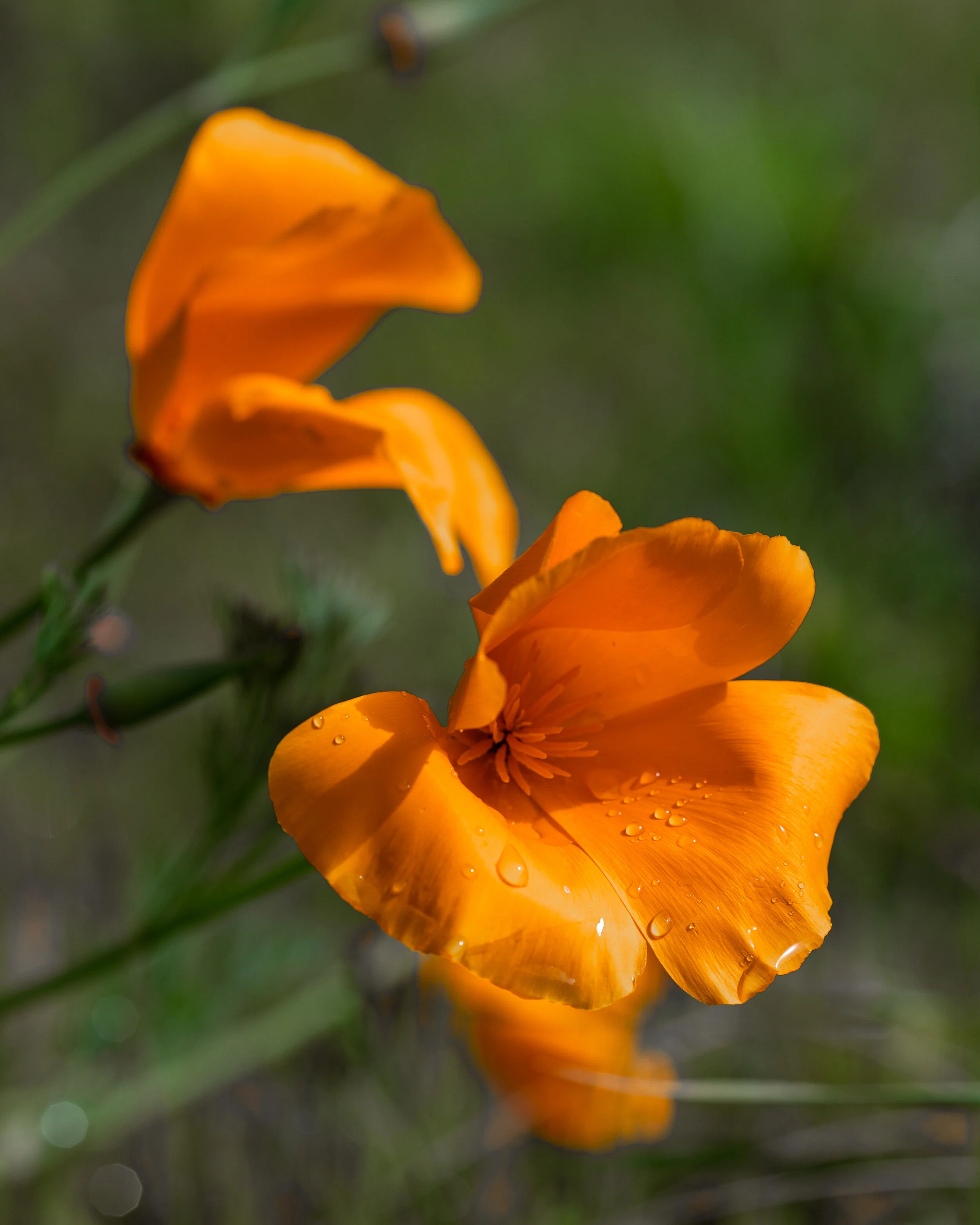 Flowers photograph 26