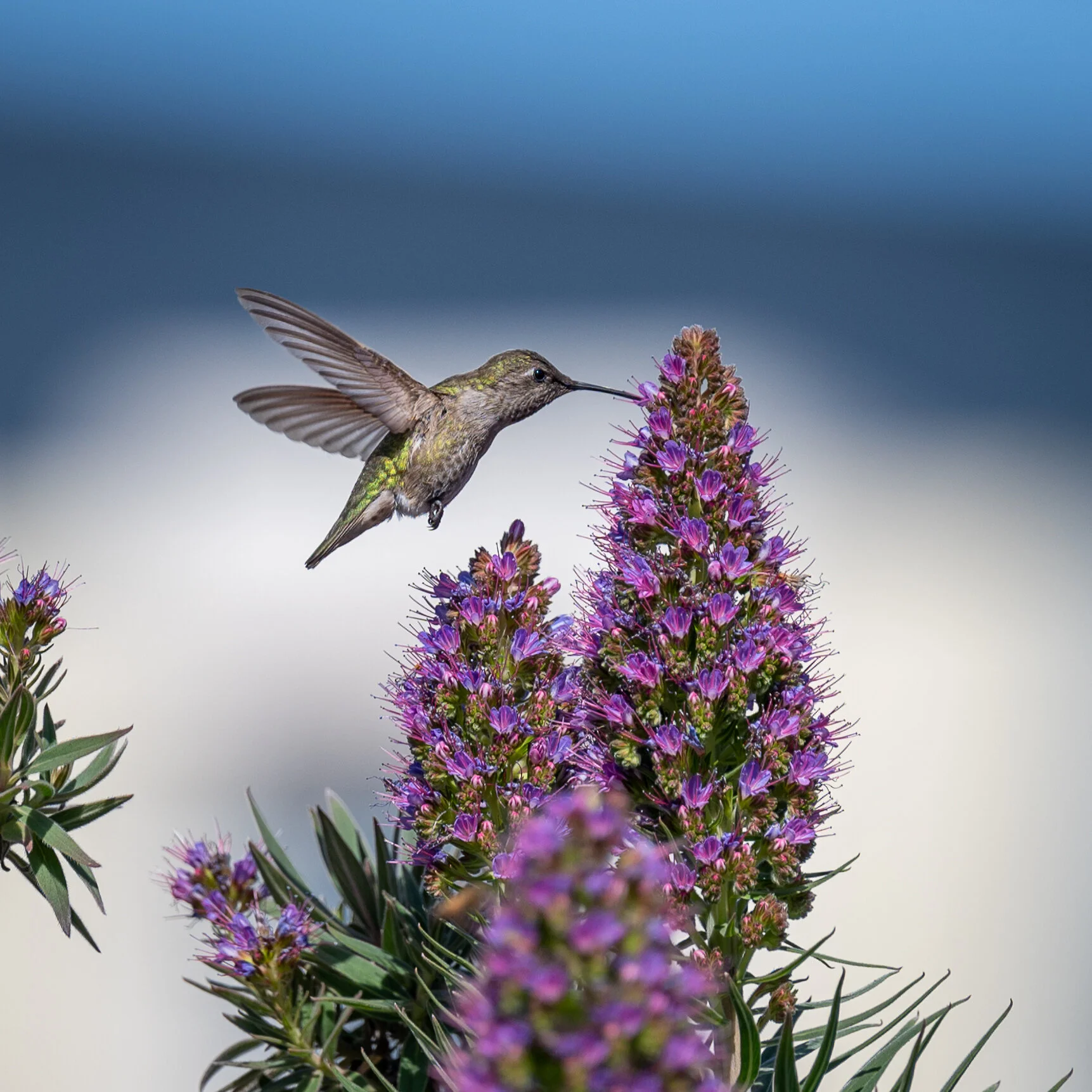 Hummingbirds photograph 3