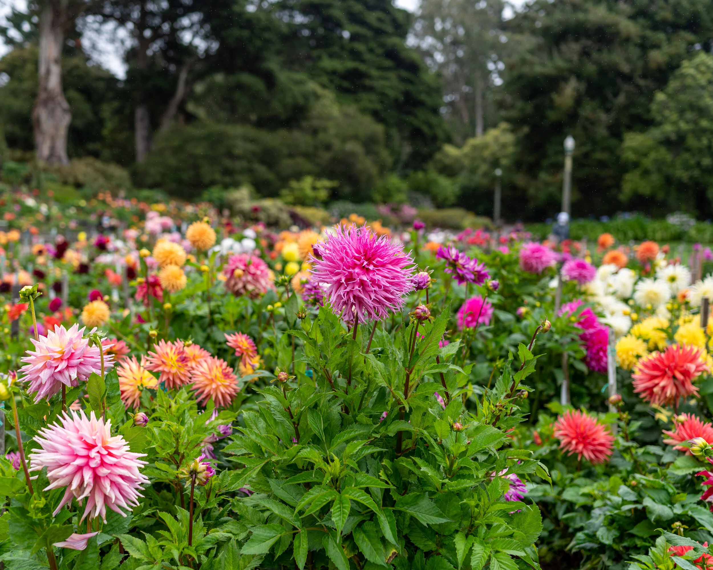 Flowers photograph 17