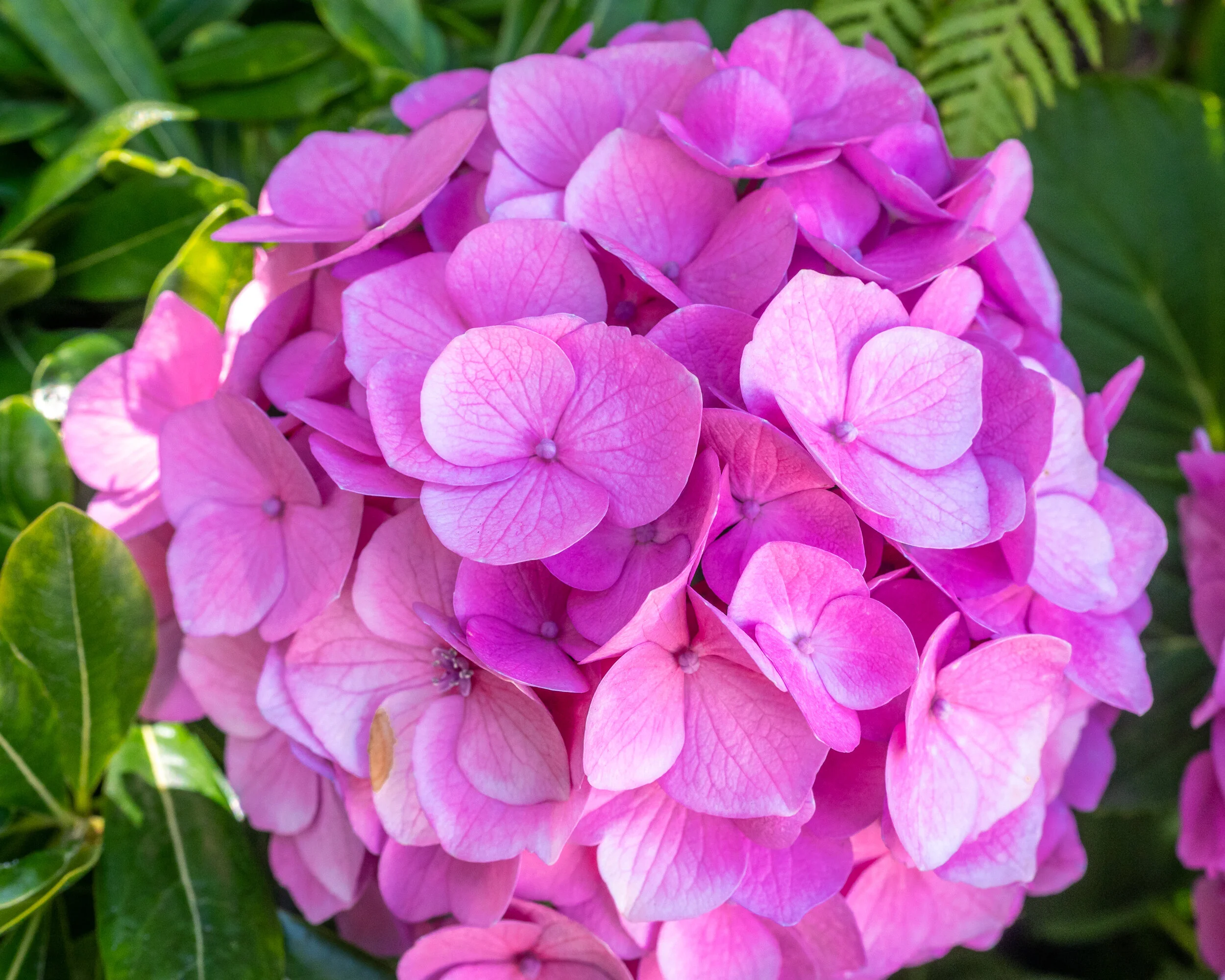 Flowers photograph 38