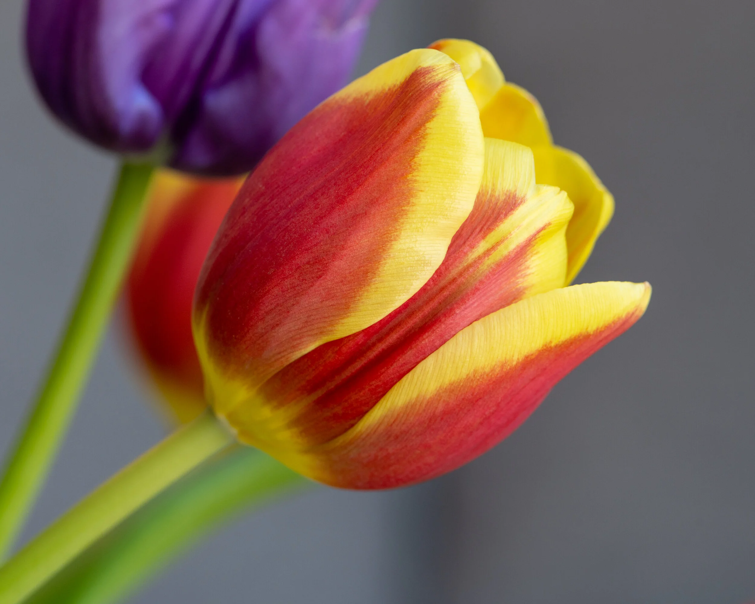 Flowers photograph 24