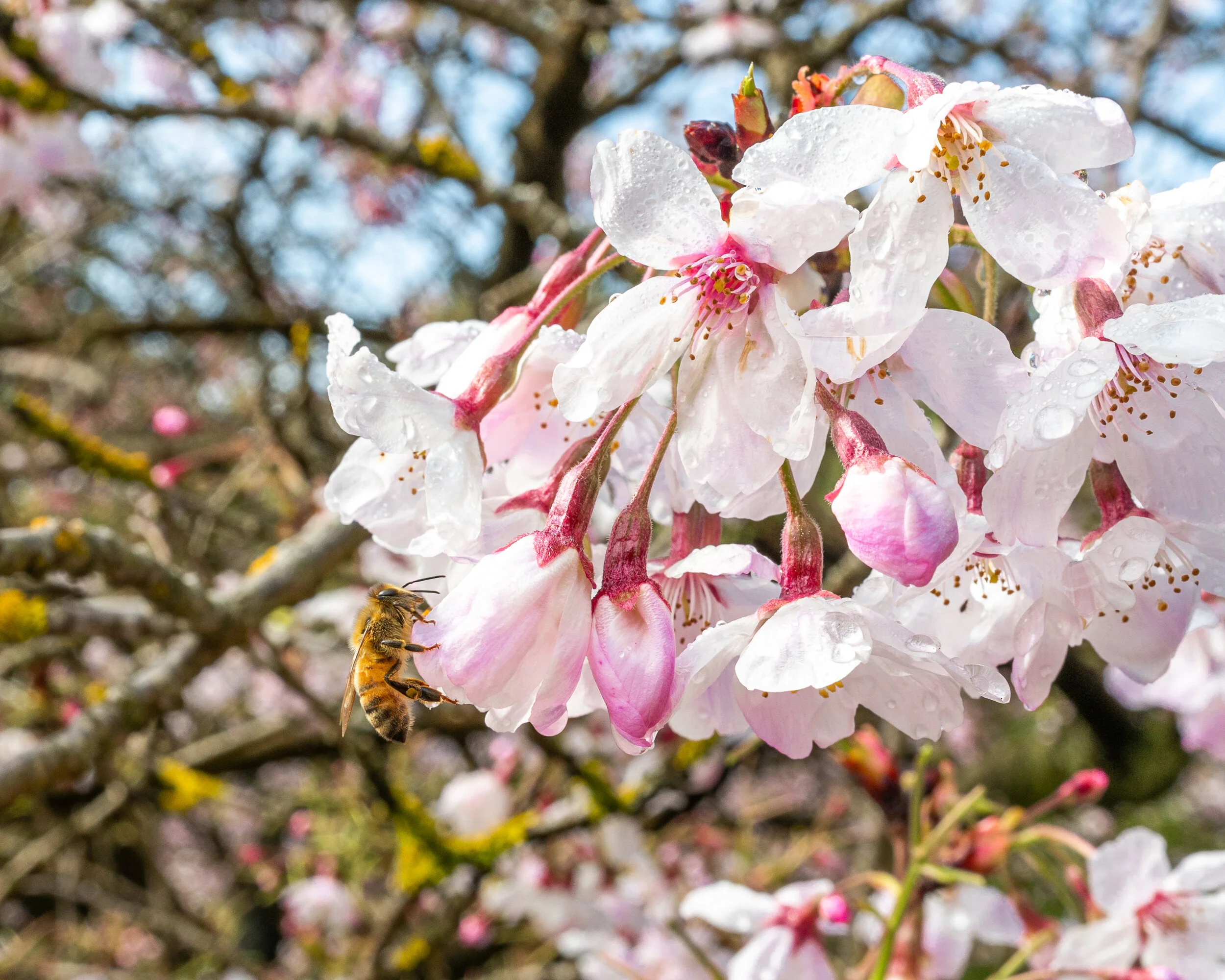 Flowers photograph 18