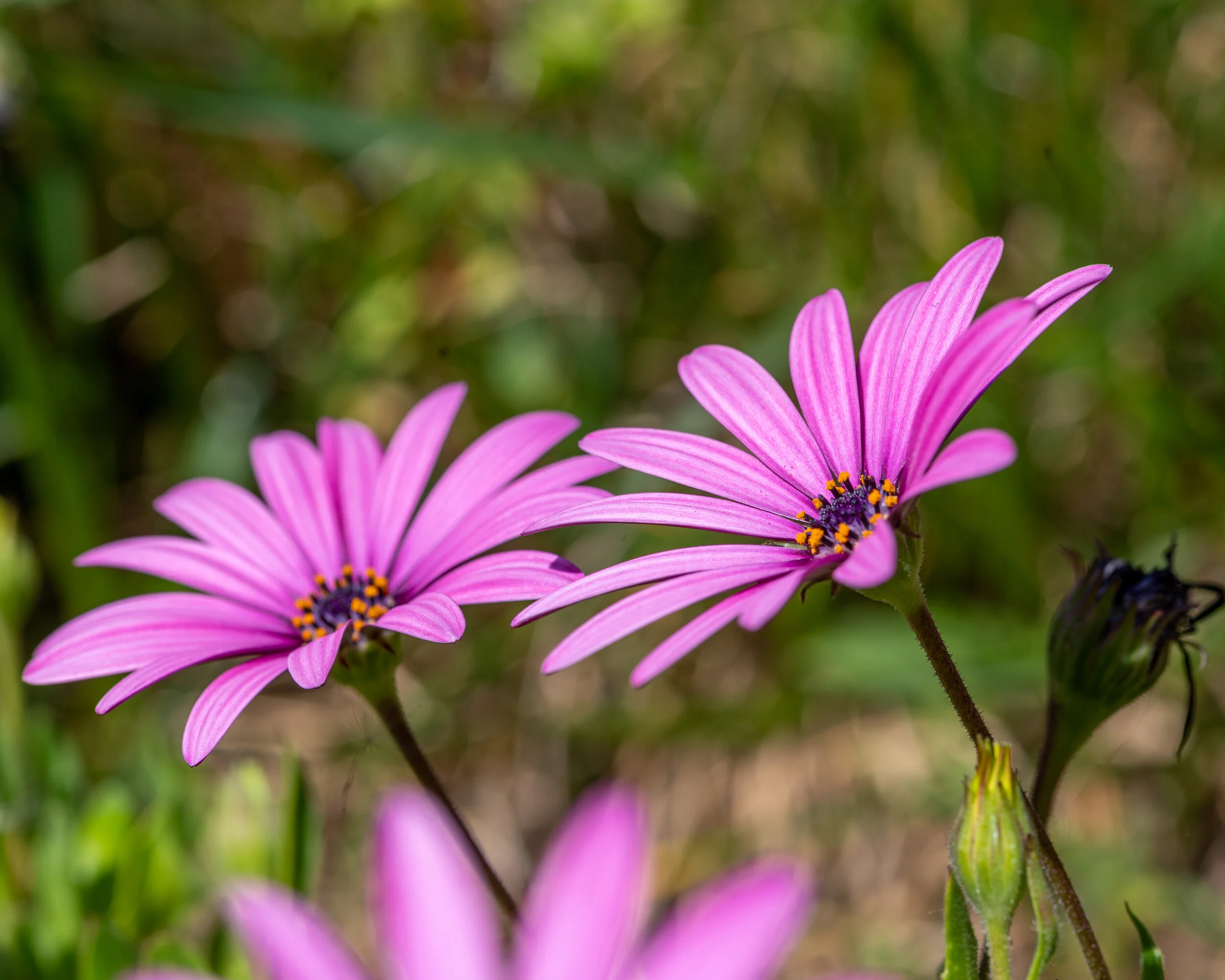 Flowers photograph 37
