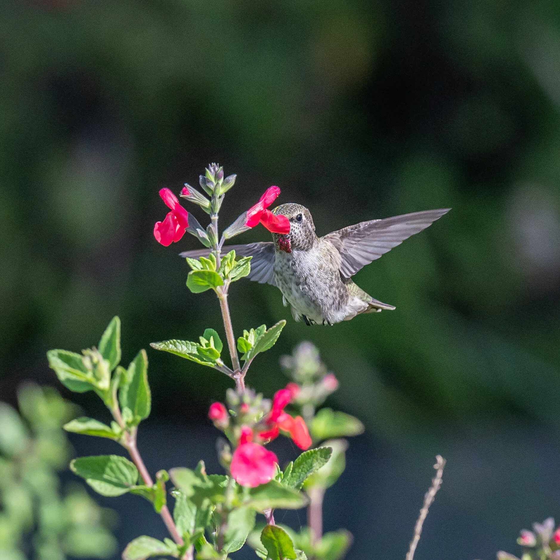 Hummingbirds photograph 6