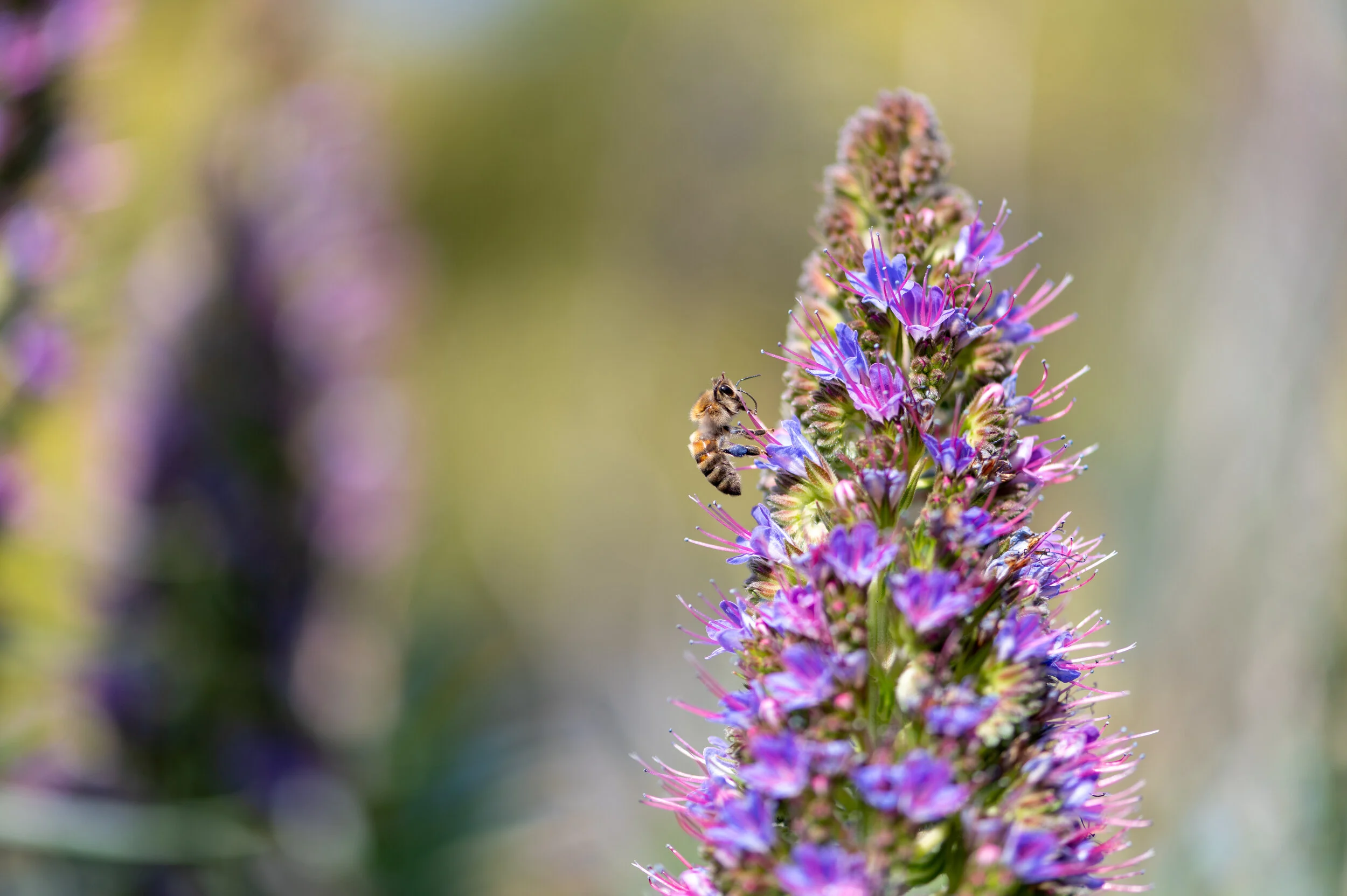 Bees + Butterflies photograph 12