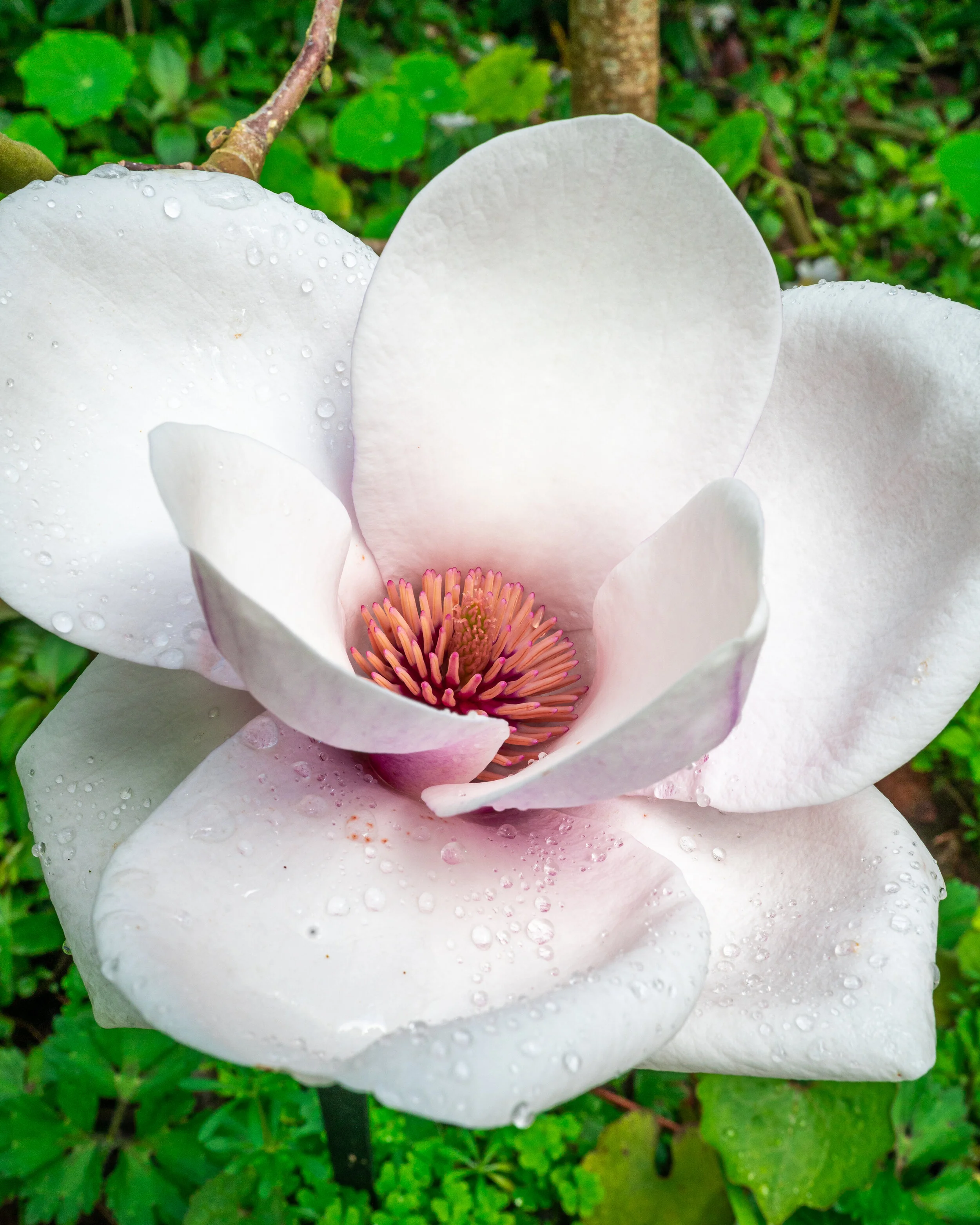 Flowers photograph 16