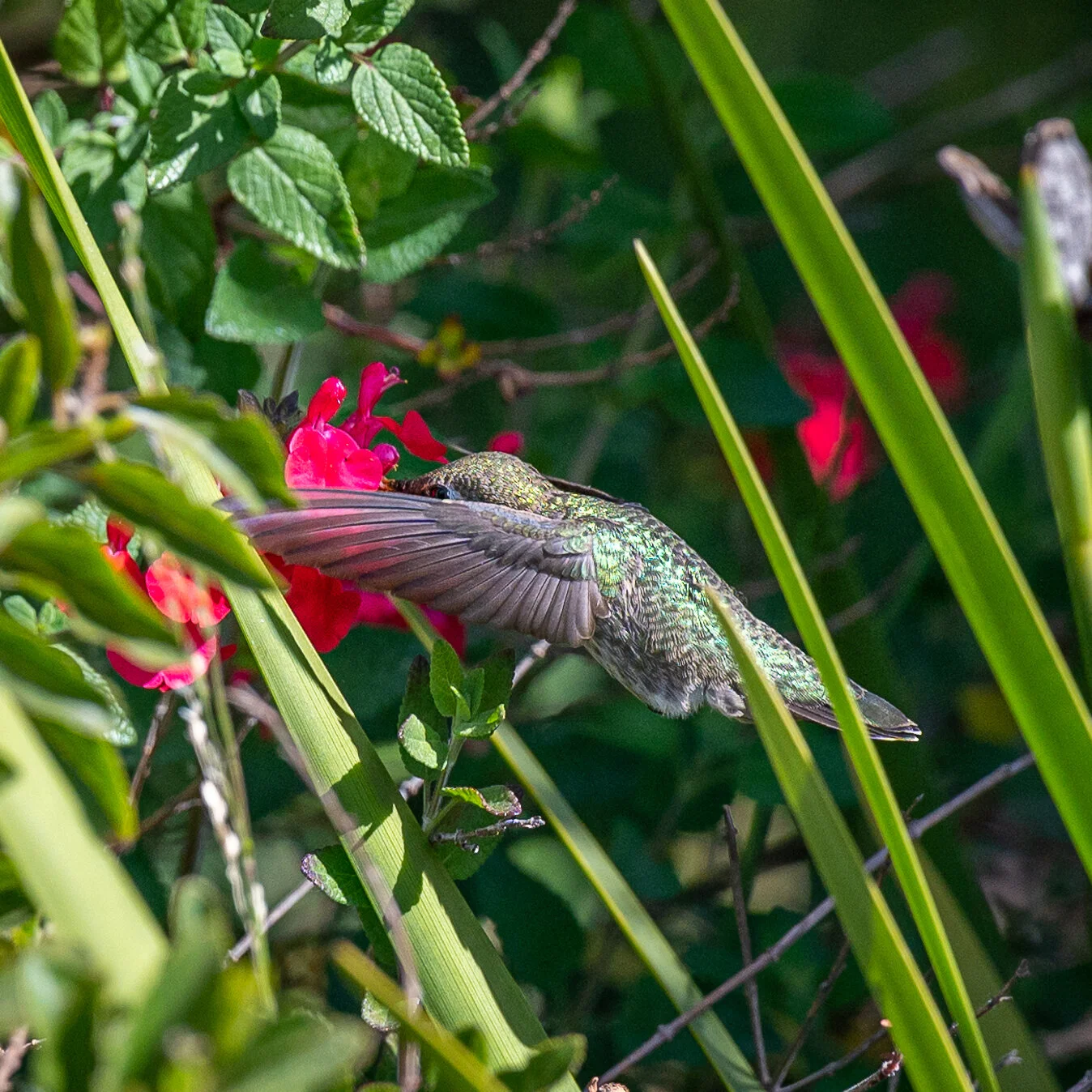 Hummingbirds photograph 4