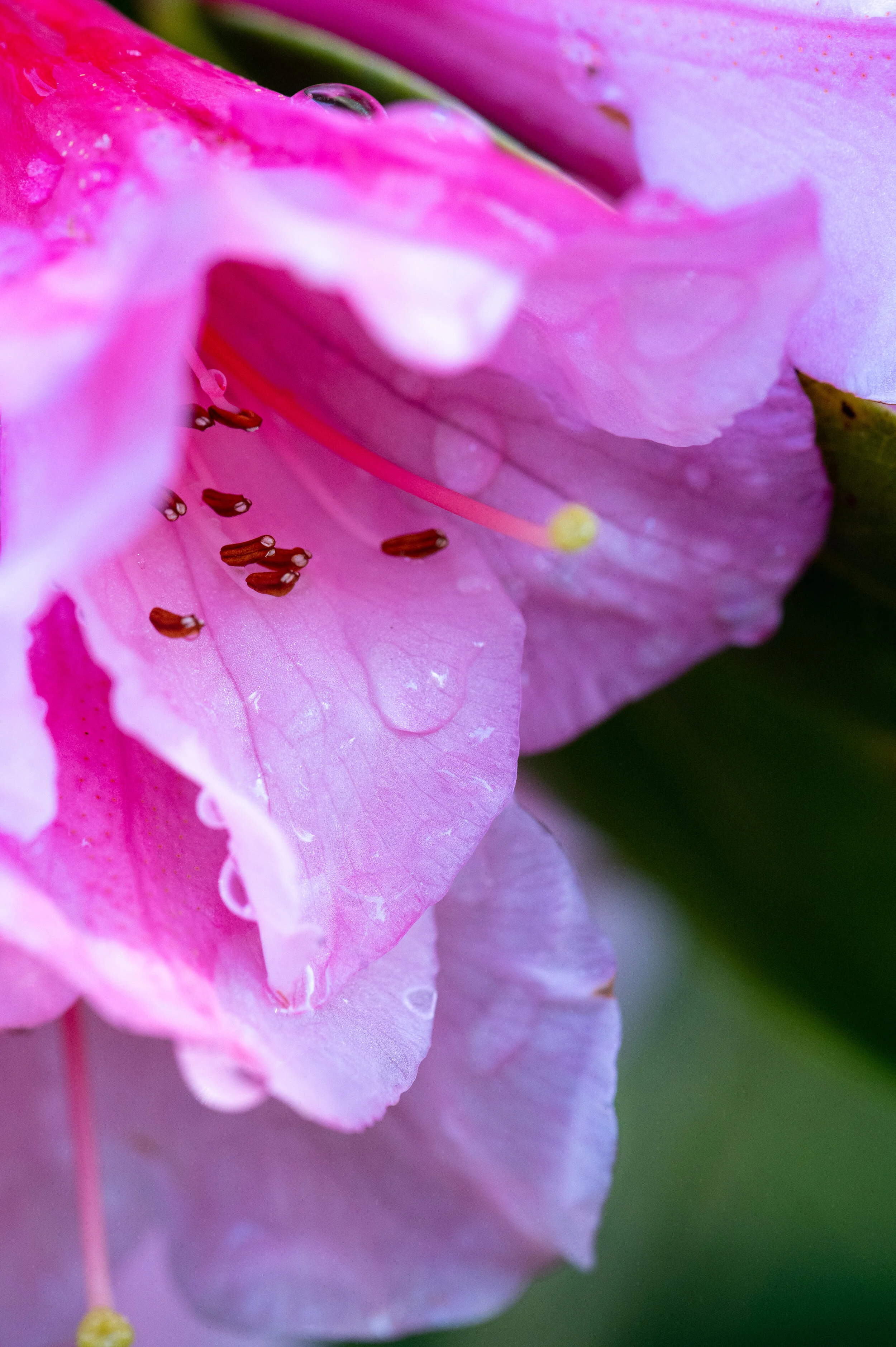 Flowers photograph 32
