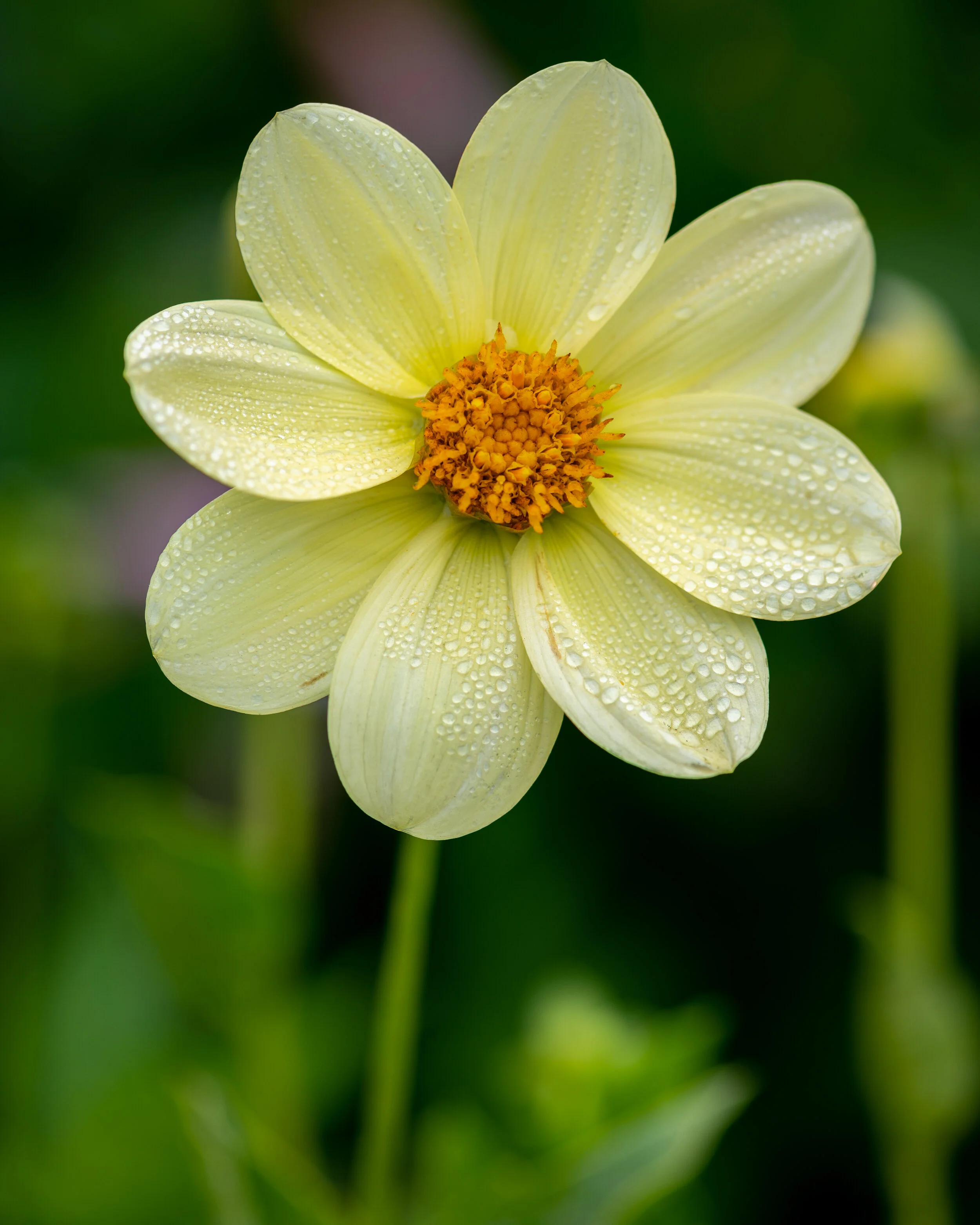 Flowers photograph 15