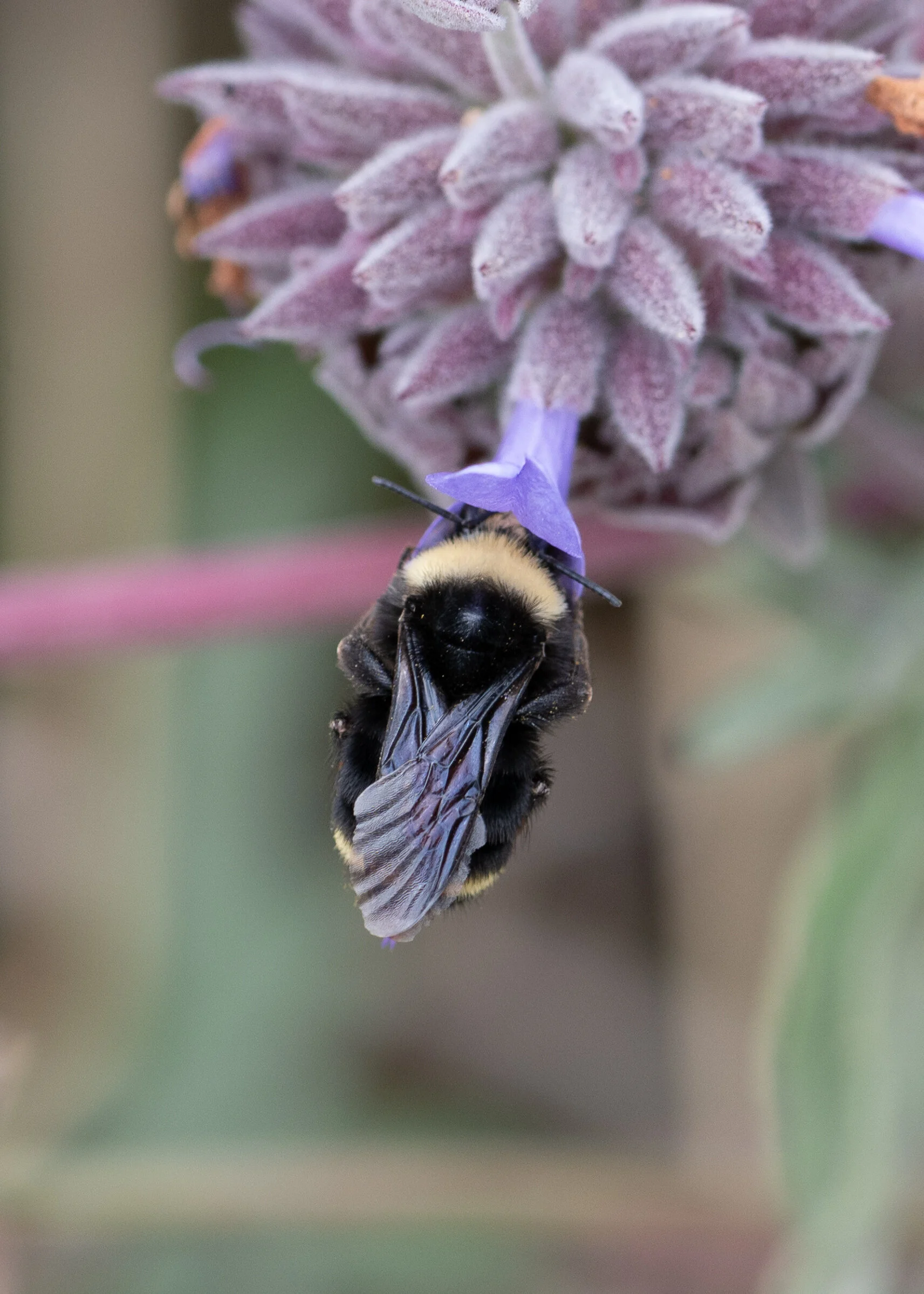 Bees + Butterflies photograph 6