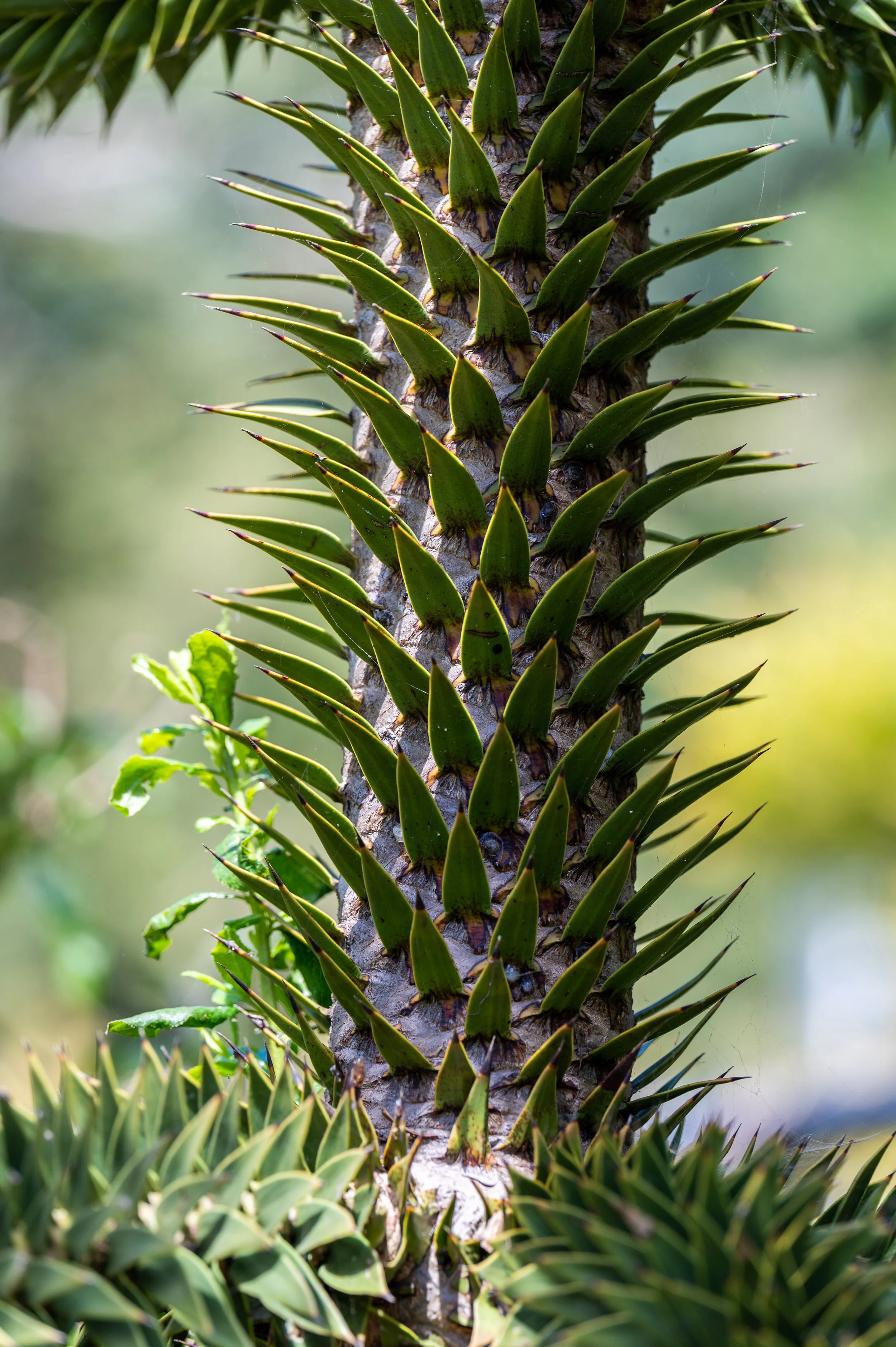 Nature photograph 18