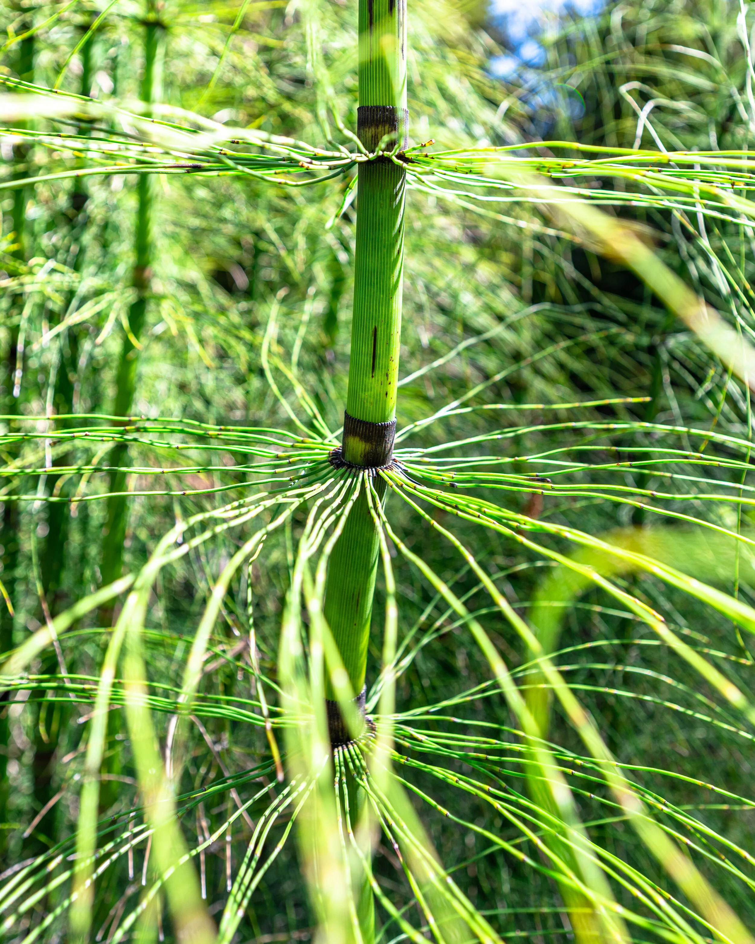 Flowers photograph 31