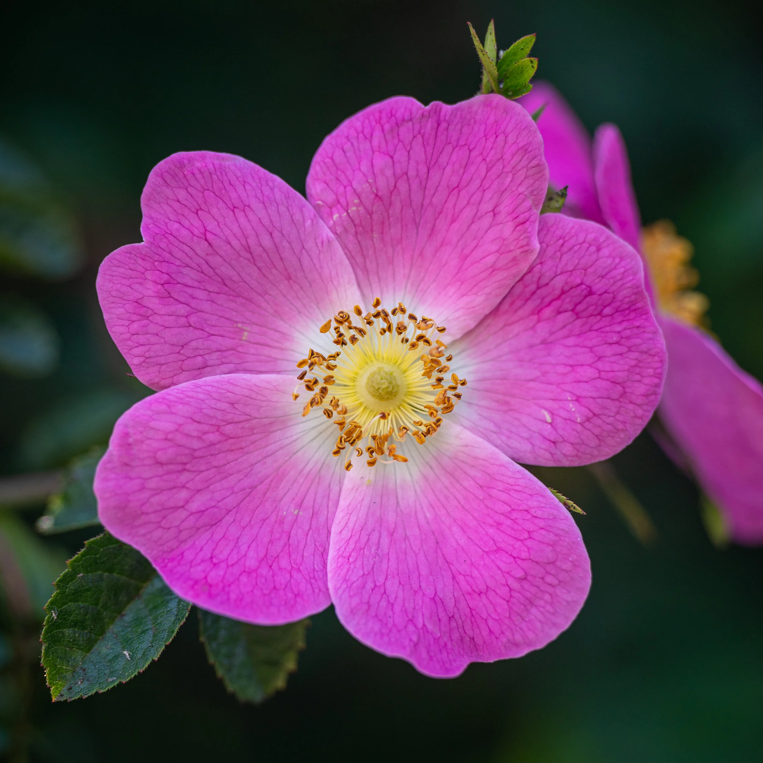 Flowers photograph 4