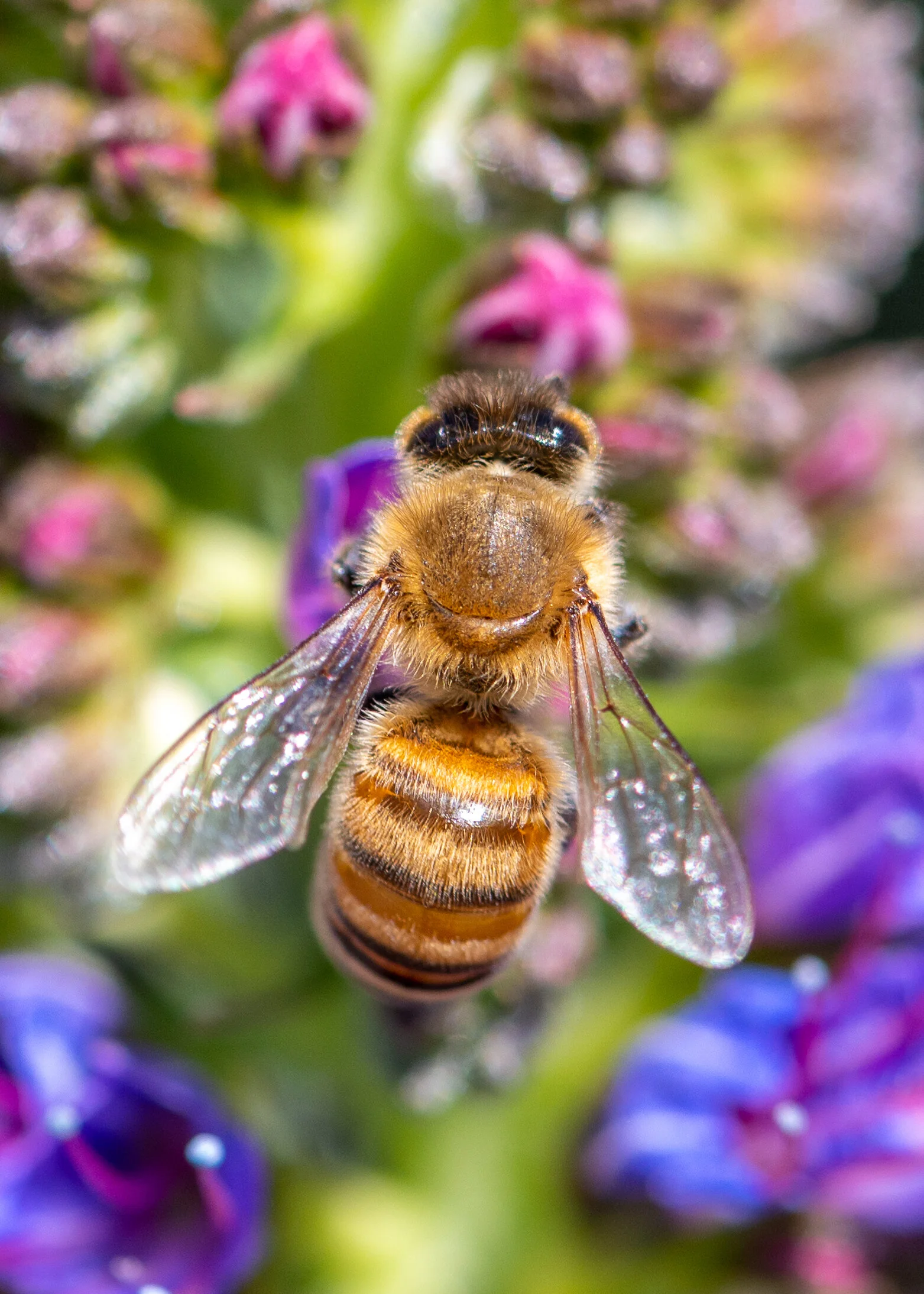 Bees + Butterflies photograph 13