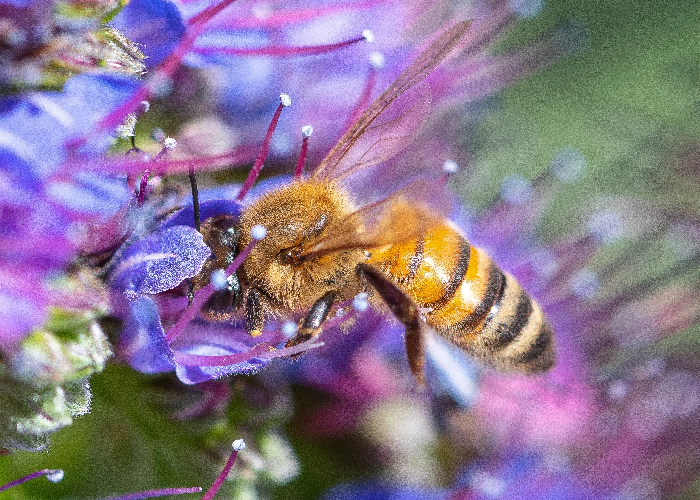Bees + Butterflies photograph 2